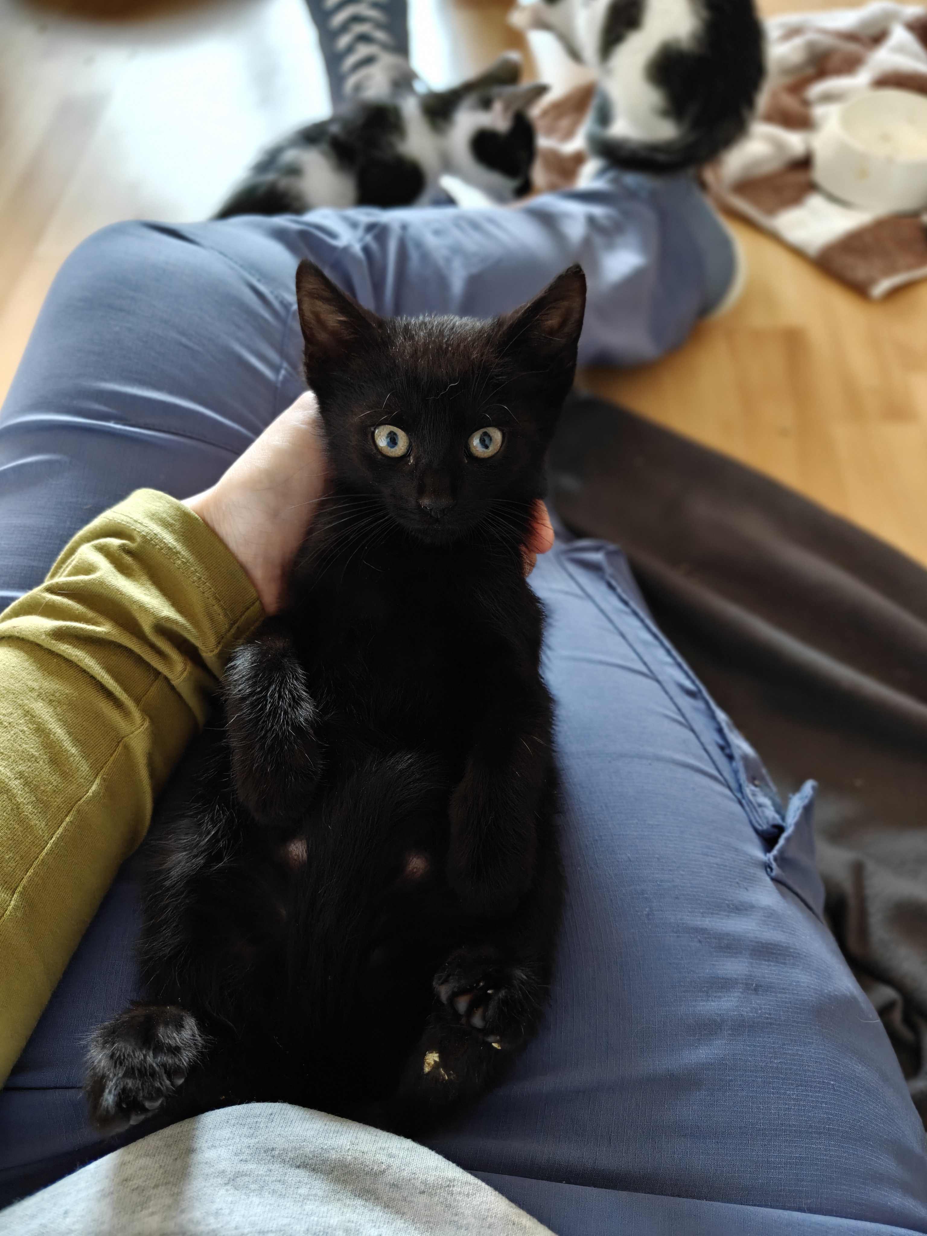 Katzen in Not - Tierarztpraxis aus RLP bittet um Hilfe ! campaign photo, 6 of 13