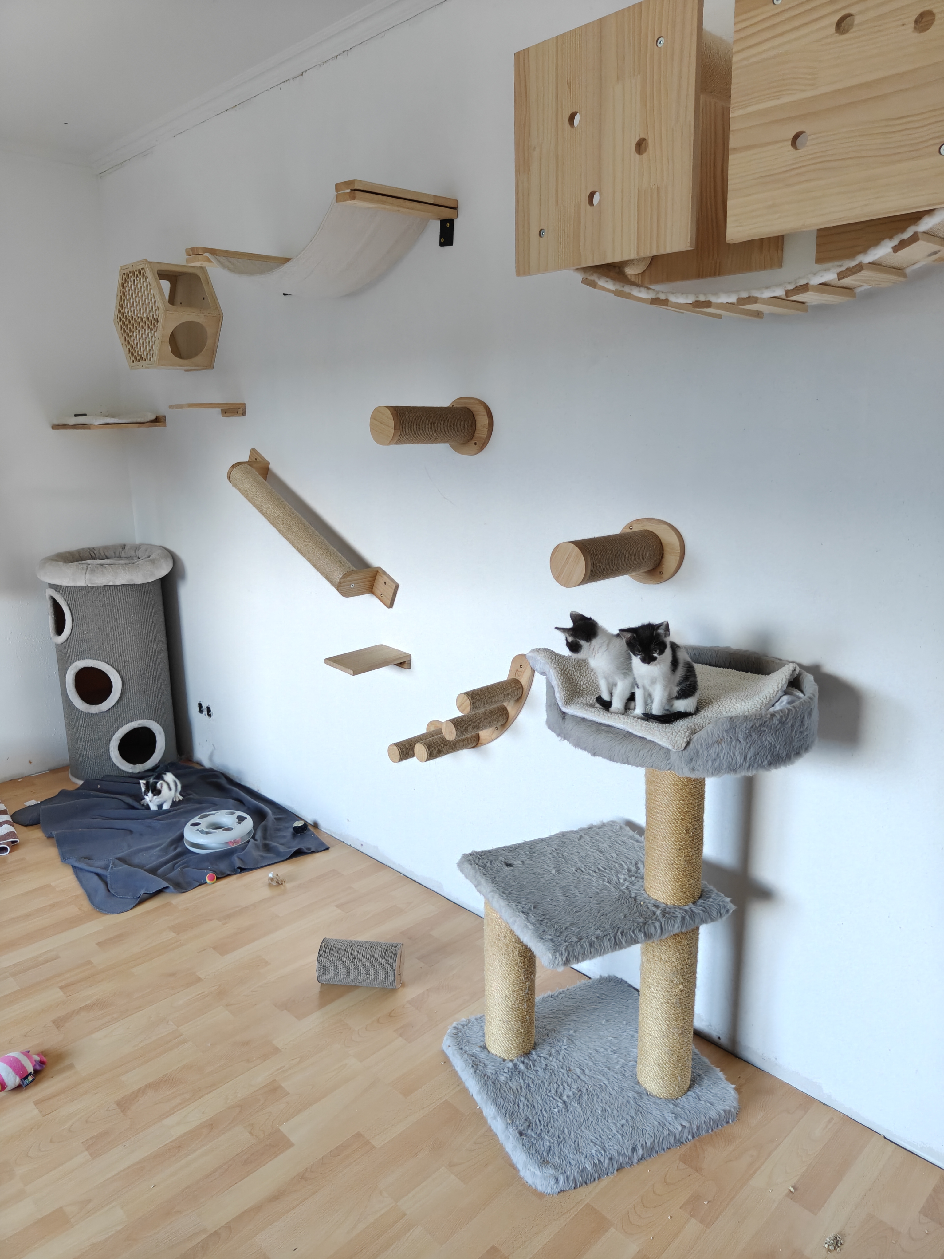Katzen in Not - Tierarztpraxis aus RLP bittet um Hilfe ! campaign photo, 7 of 13
