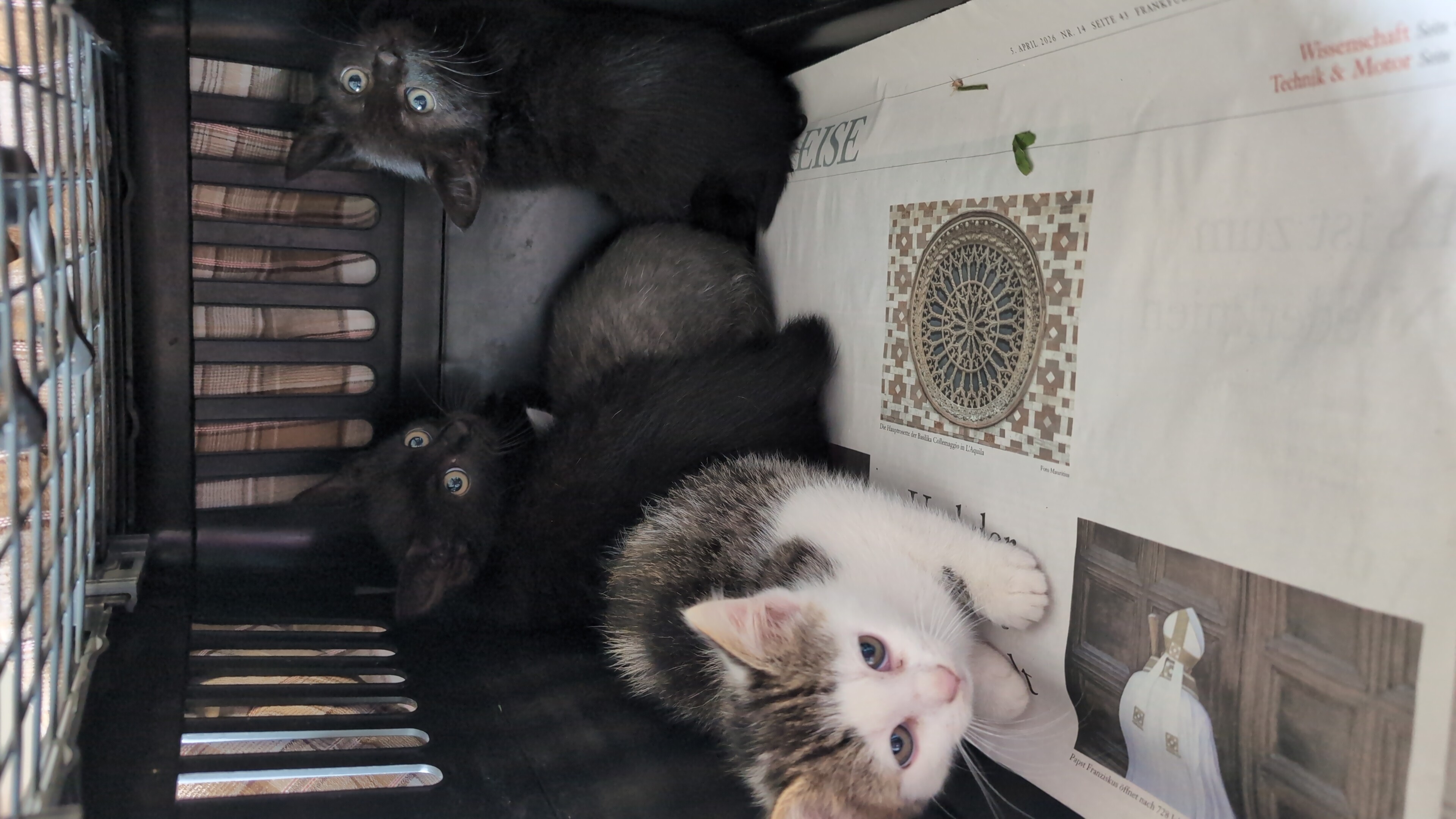 Katzen in Not - Tierarztpraxis aus RLP bittet um Hilfe ! campaign photo, 8 of 13