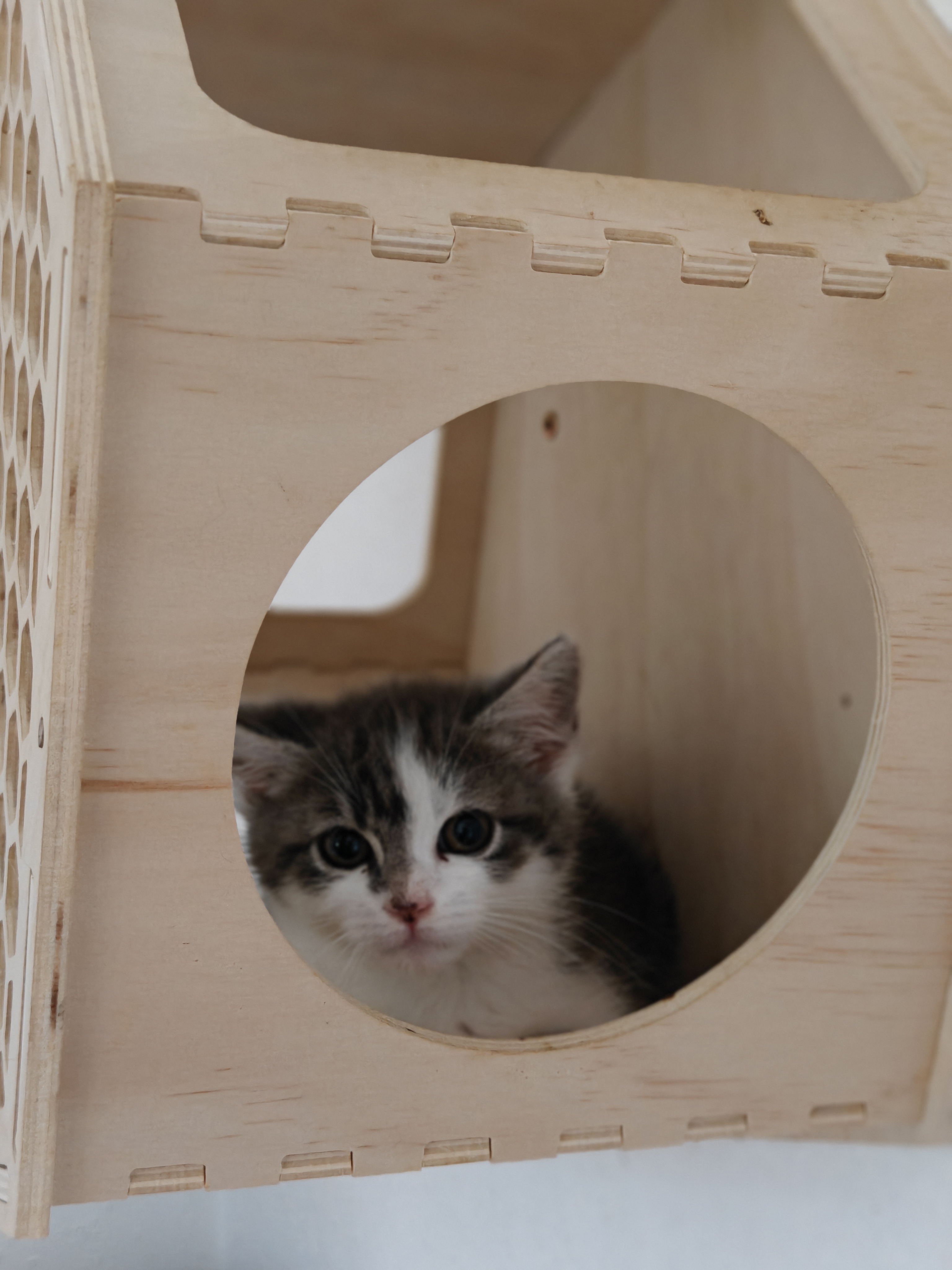 Katzen in Not - Tierarztpraxis aus RLP bittet um Hilfe ! campaign photo, 9 of 13