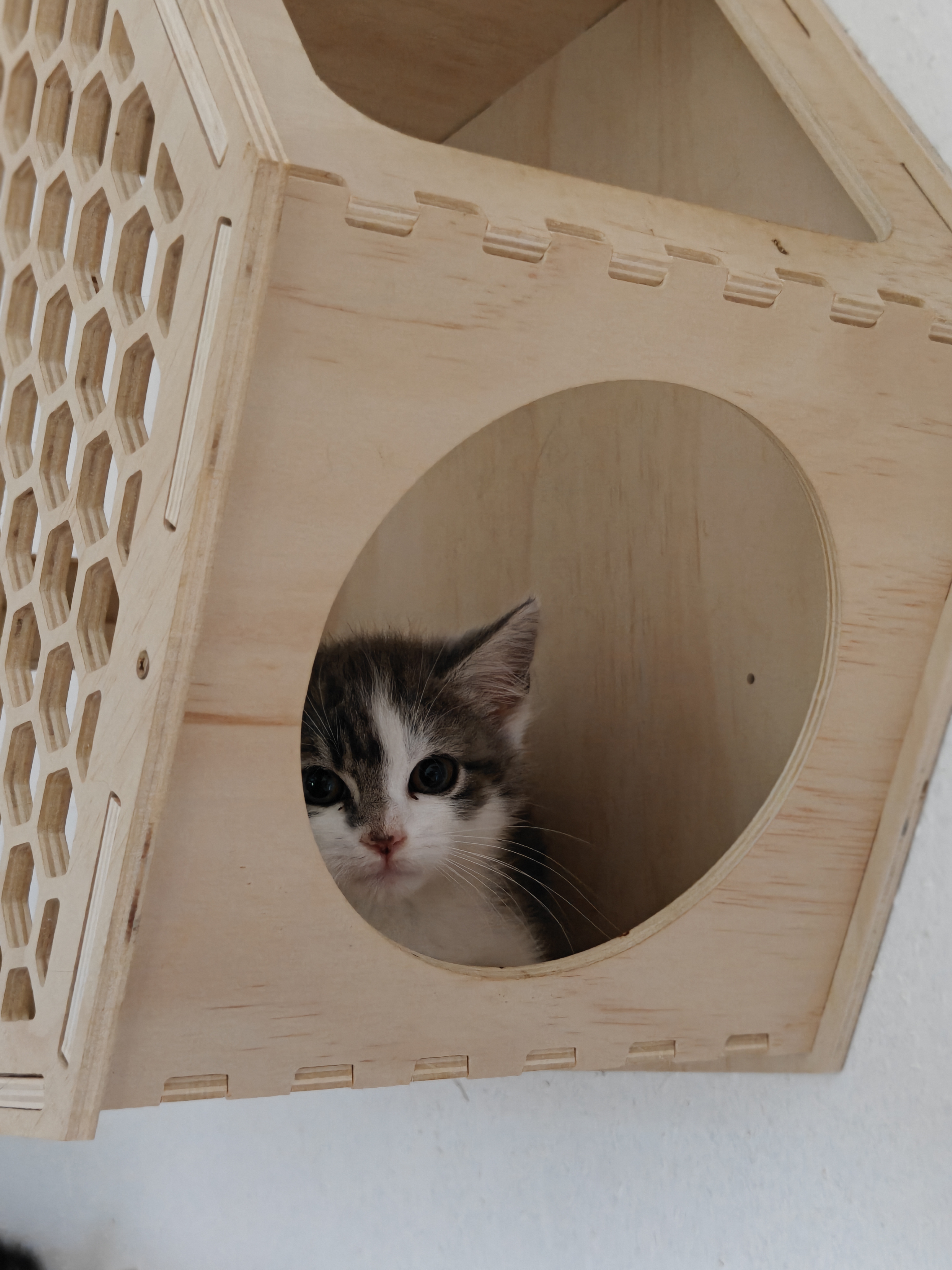 Katzen in Not - Tierarztpraxis aus RLP bittet um Hilfe ! campaign photo, 10 of 13
