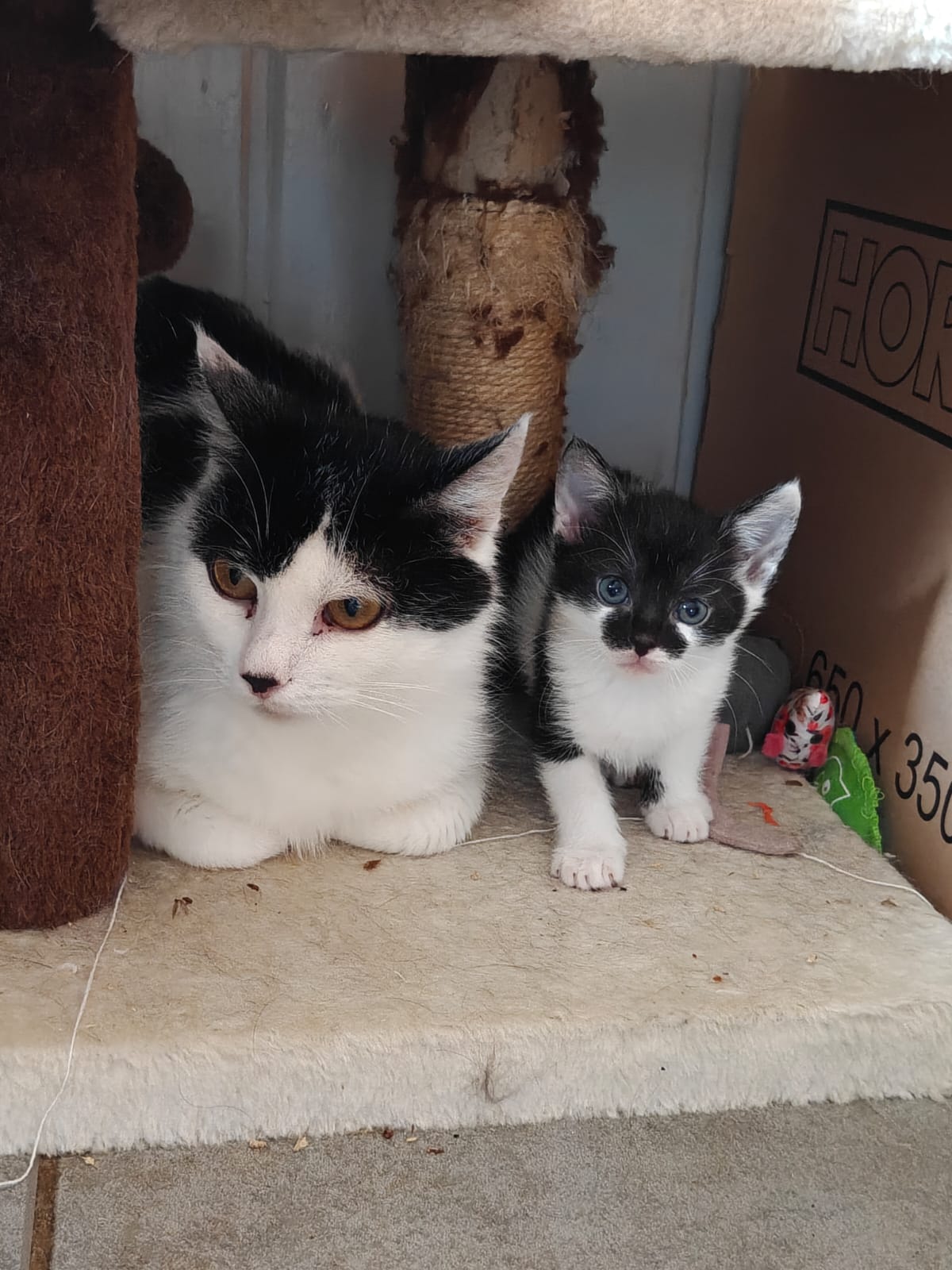 Katzen in Not - Tierarztpraxis aus RLP bittet um Hilfe ! campaign photo, 11 of 13