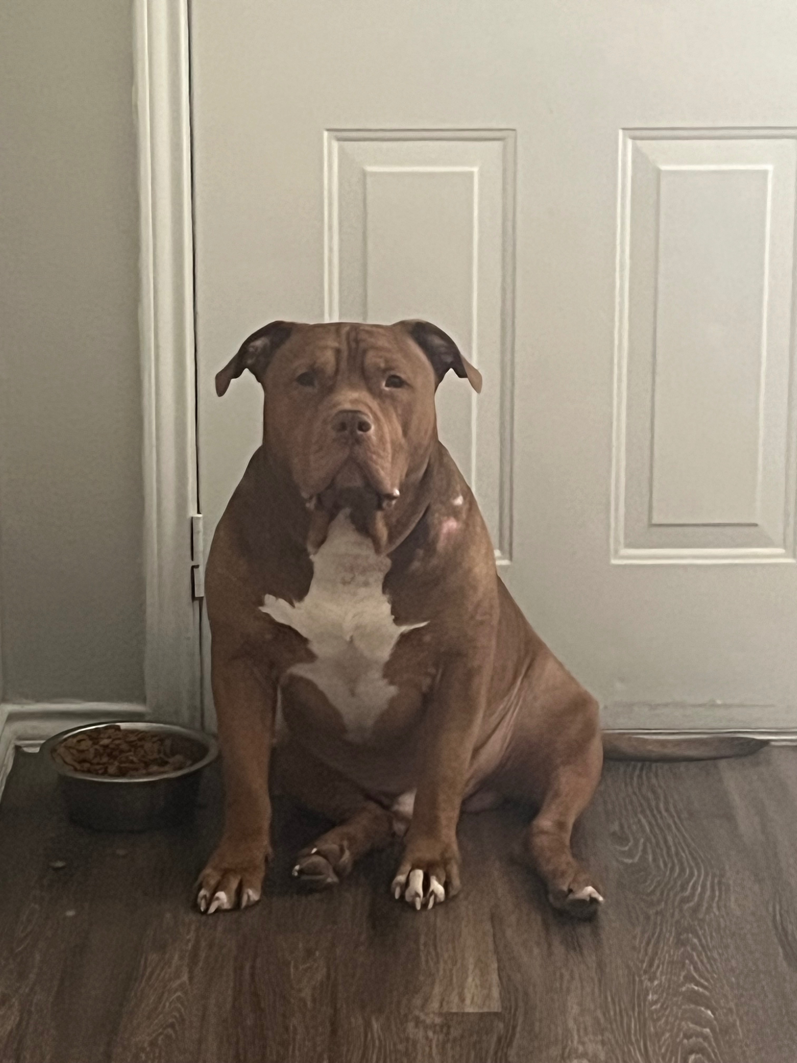 Emergency Funds to Save My Dog’s Life (BIGGIE DENNIS) campaign photo, 7 of 8
