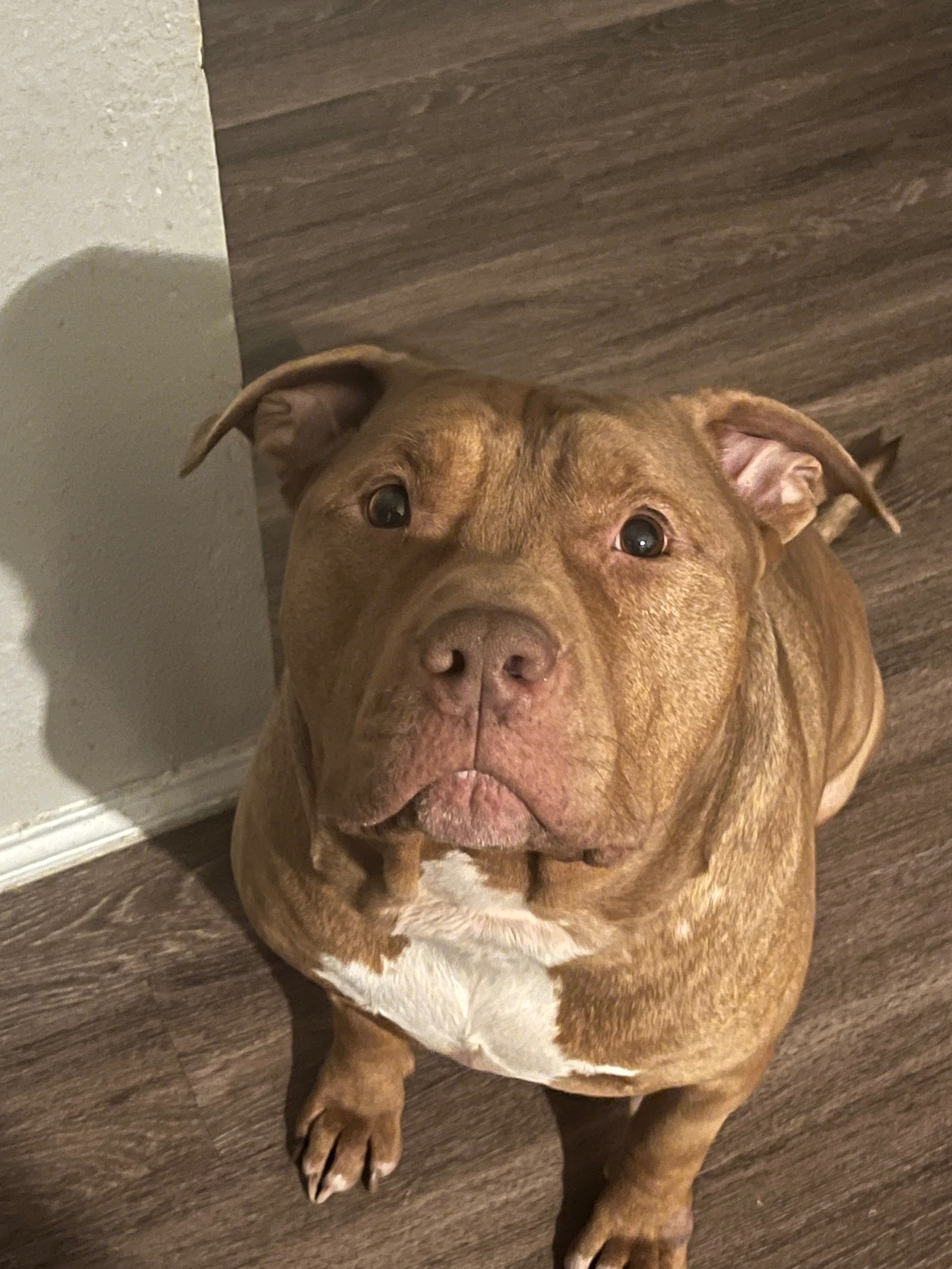 Emergency Funds to Save My Dog’s Life (BIGGIE DENNIS) campaign photo, 2 of 8