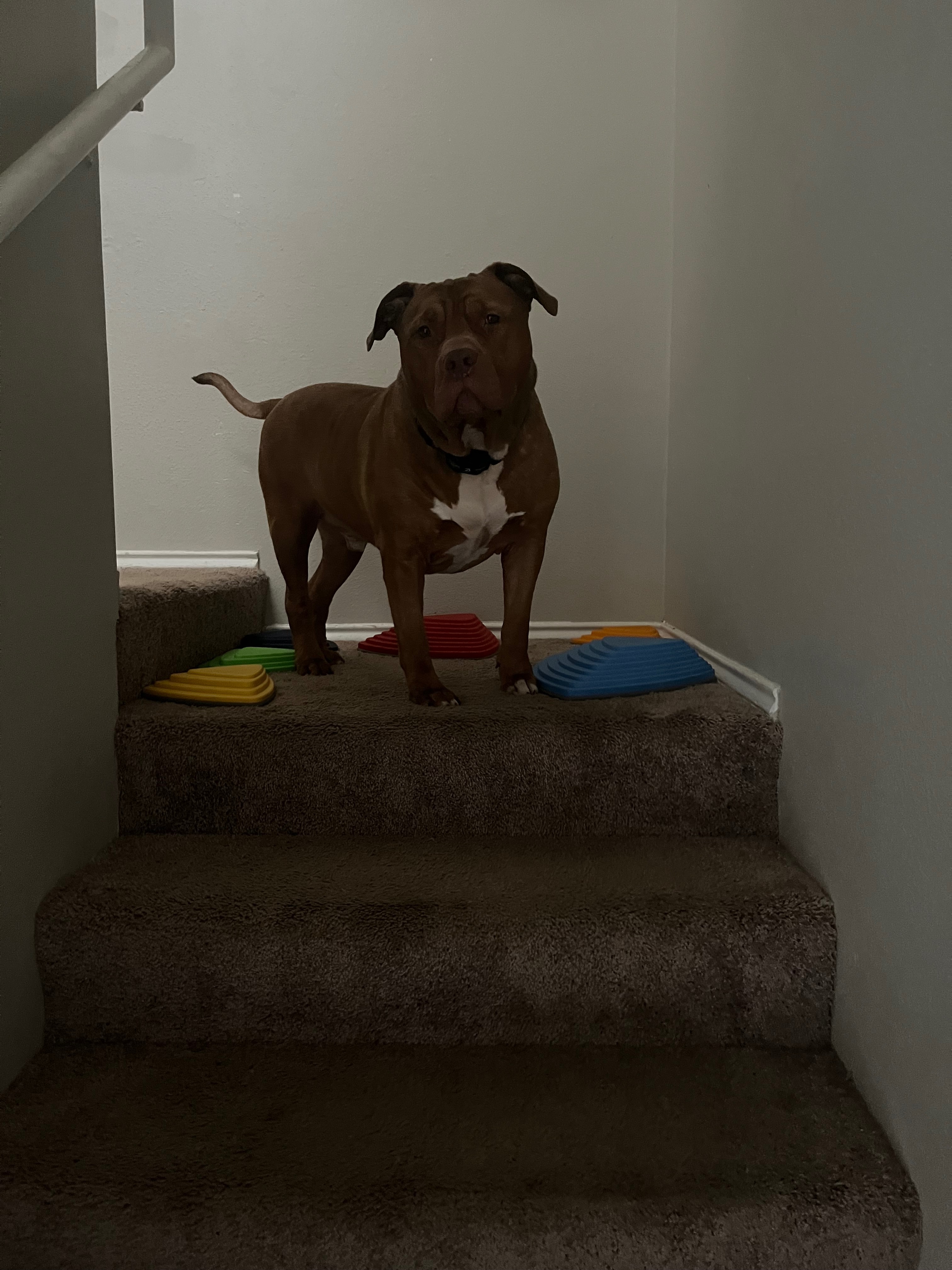 Emergency Funds to Save My Dog’s Life (BIGGIE DENNIS) campaign photo, 4 of 8