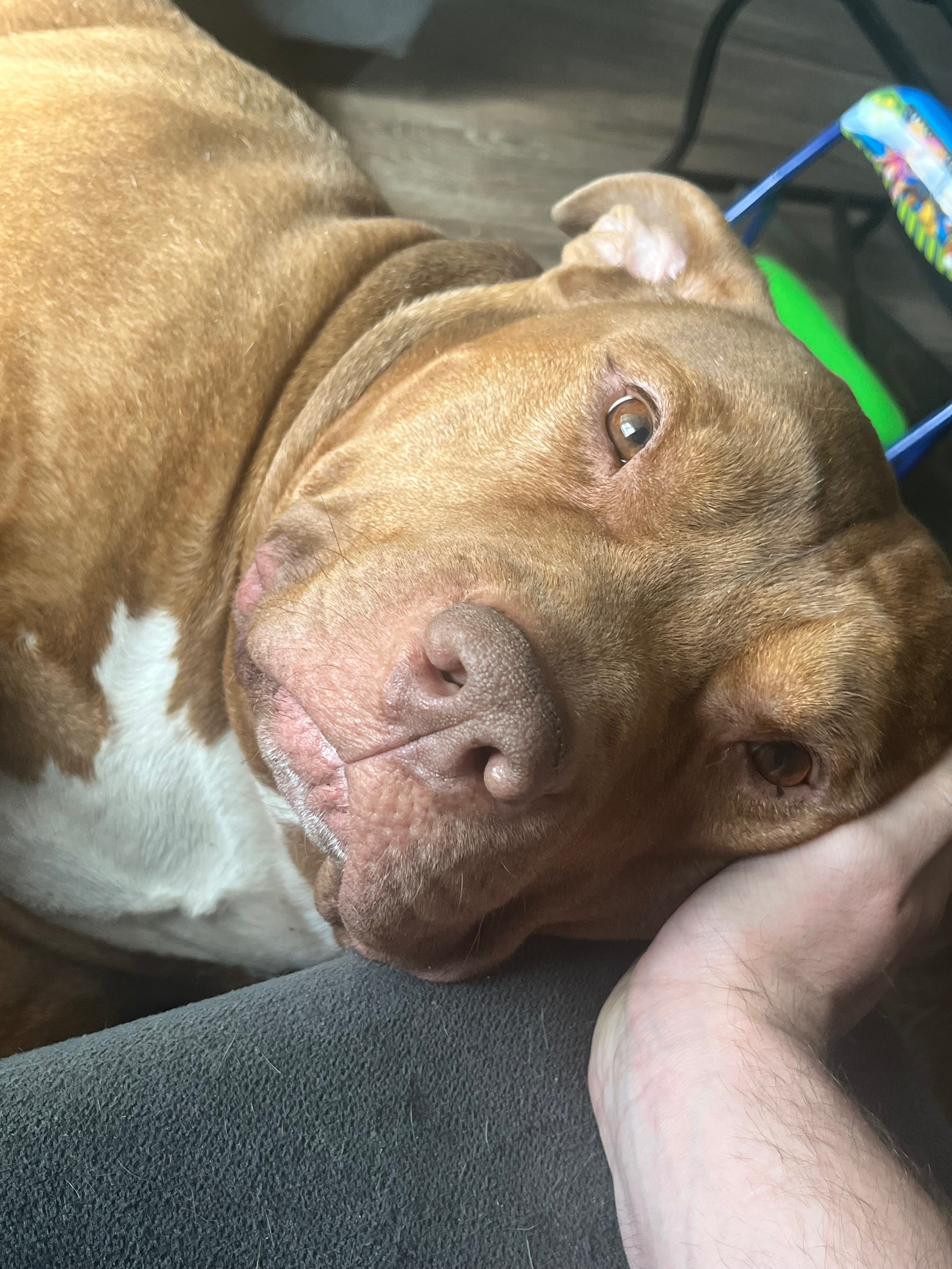 Emergency Funds to Save My Dog’s Life (BIGGIE DENNIS) campaign photo, 5 of 8