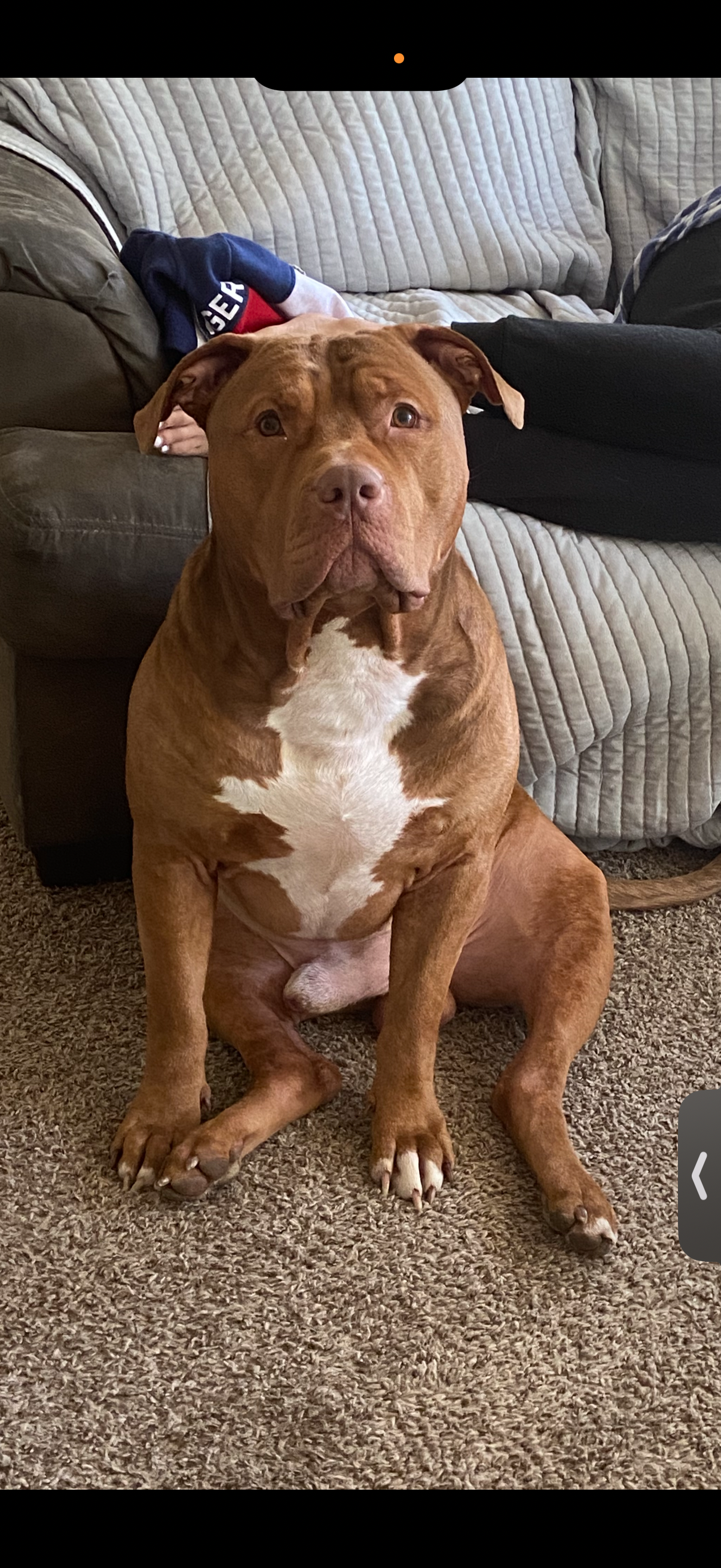 Emergency Funds to Save My Dog’s Life (BIGGIE DENNIS) campaign photo, 6 of 8