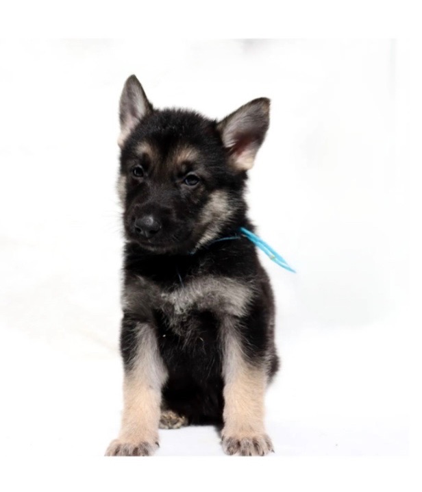 Help Laika Become a Cardiac Service Dog! campaign photo, 2 of 4
