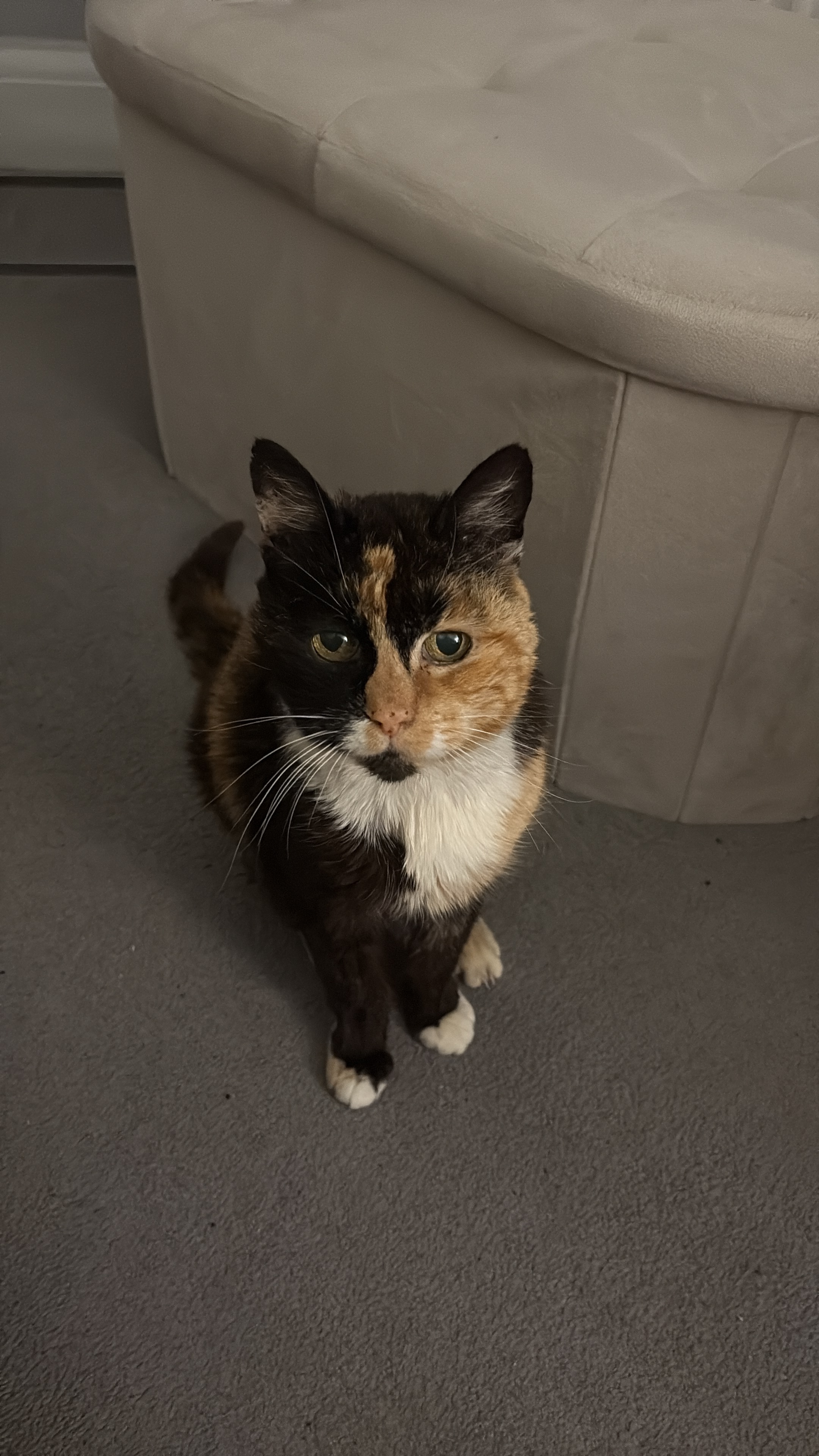 Examinations for an elderly homeless cat campaign photo, 2 of 8