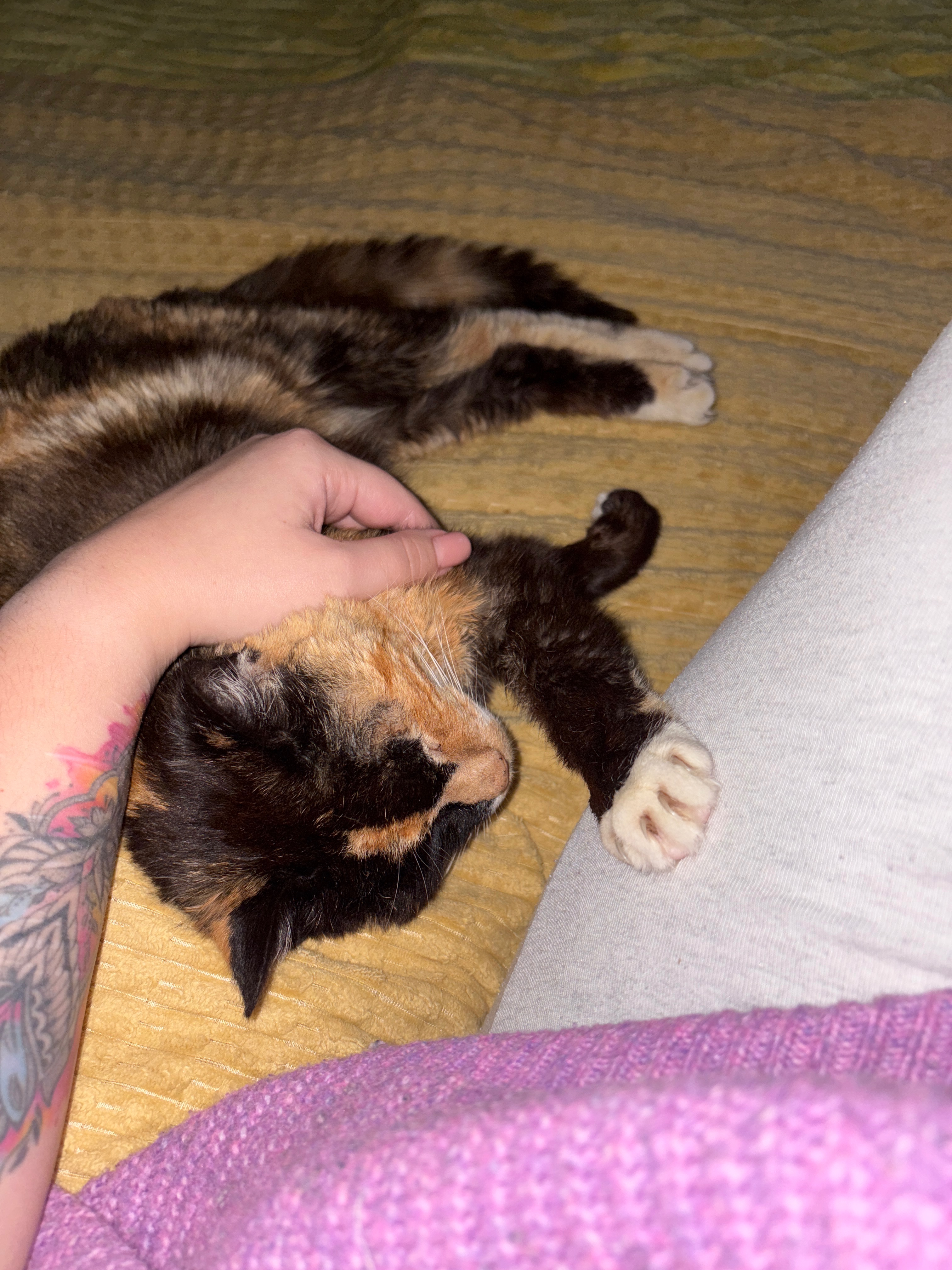 Examinations for an elderly homeless cat campaign photo, 6 of 8