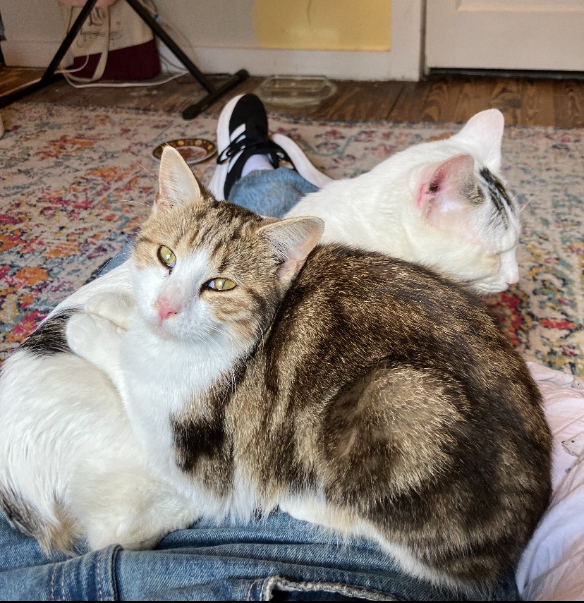 Donate to Care for Rescued Cats Jack and Ginny campaign photo, 5 of 6