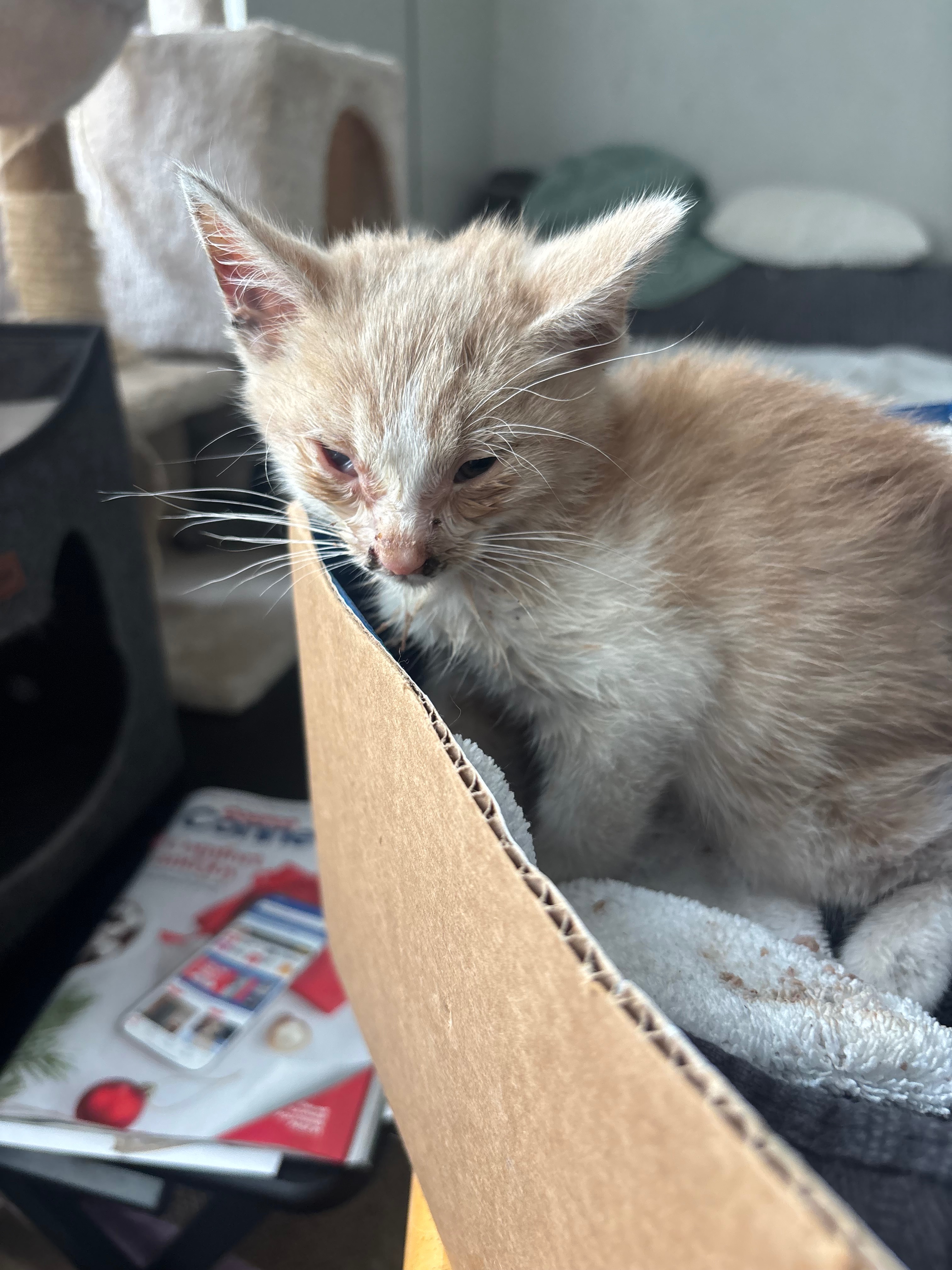 Treatment for rescued sick alley kitten campaign photo, 5 of 6