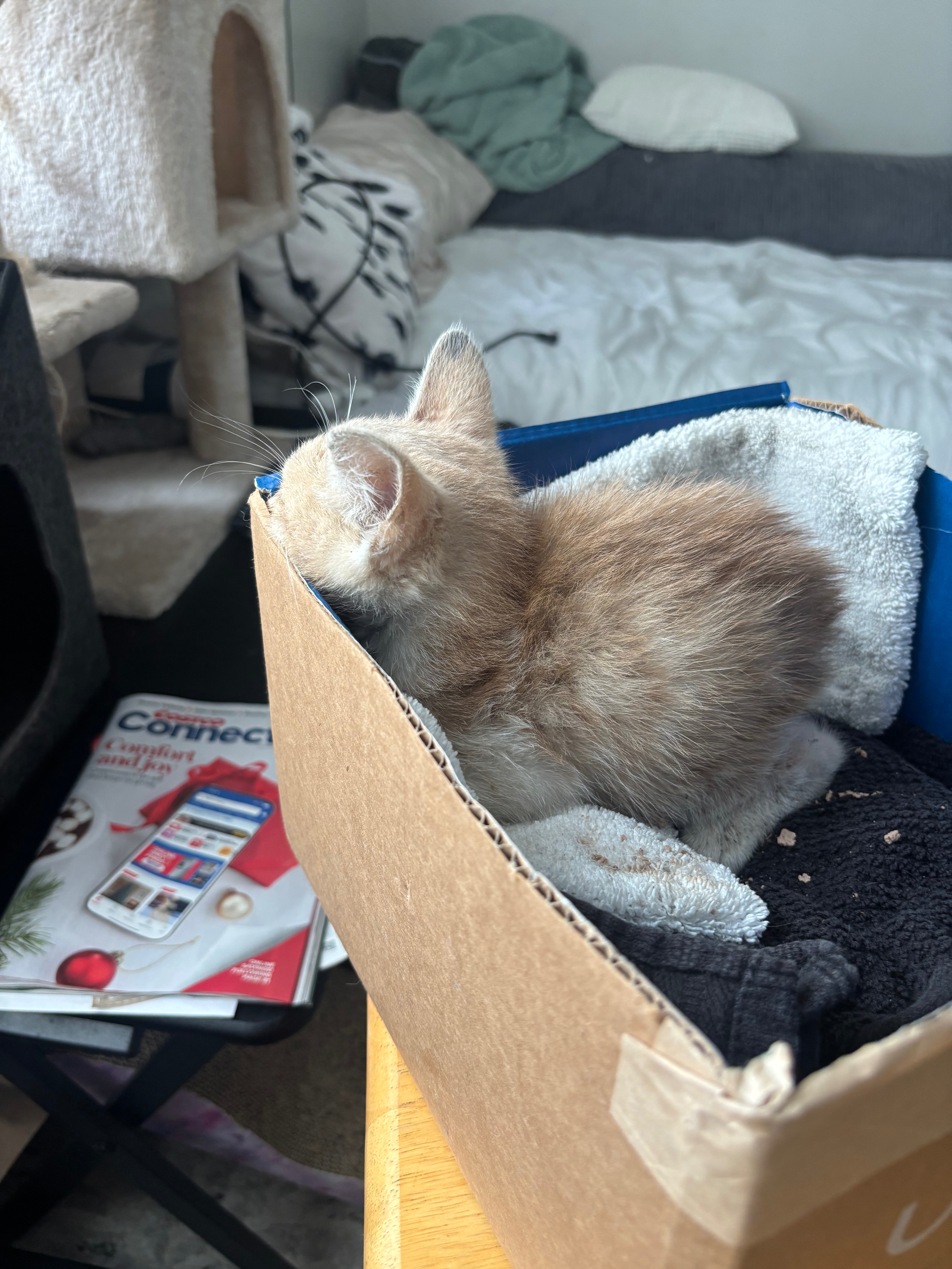 Treatment for rescued sick alley kitten campaign photo, 2 of 6