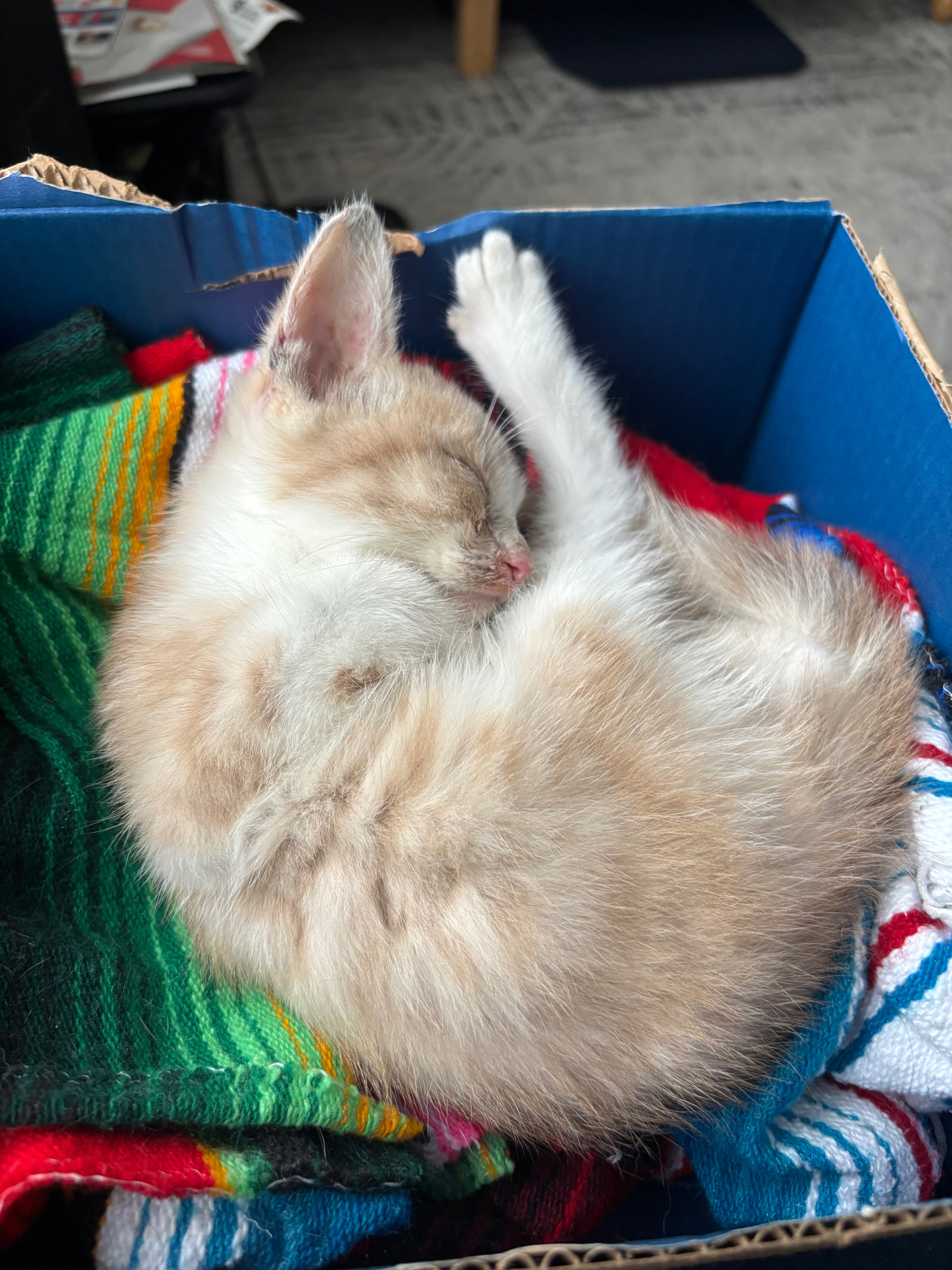Treatment for rescued sick alley kitten campaign photo, 4 of 6