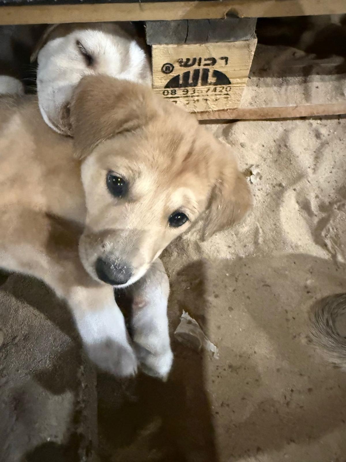 Help Puppies Find Safety and Love campaign photo, 4 of 7