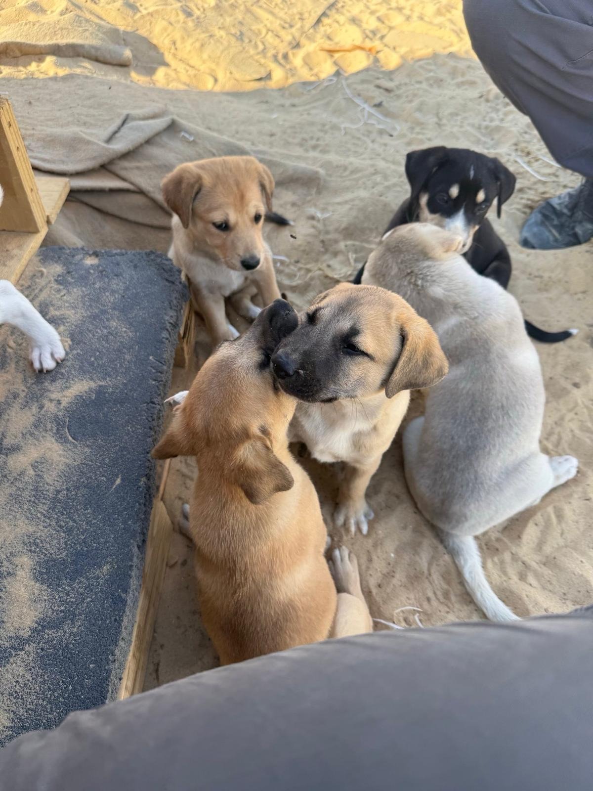 Help Puppies Find Safety and Love campaign photo, 6 of 7