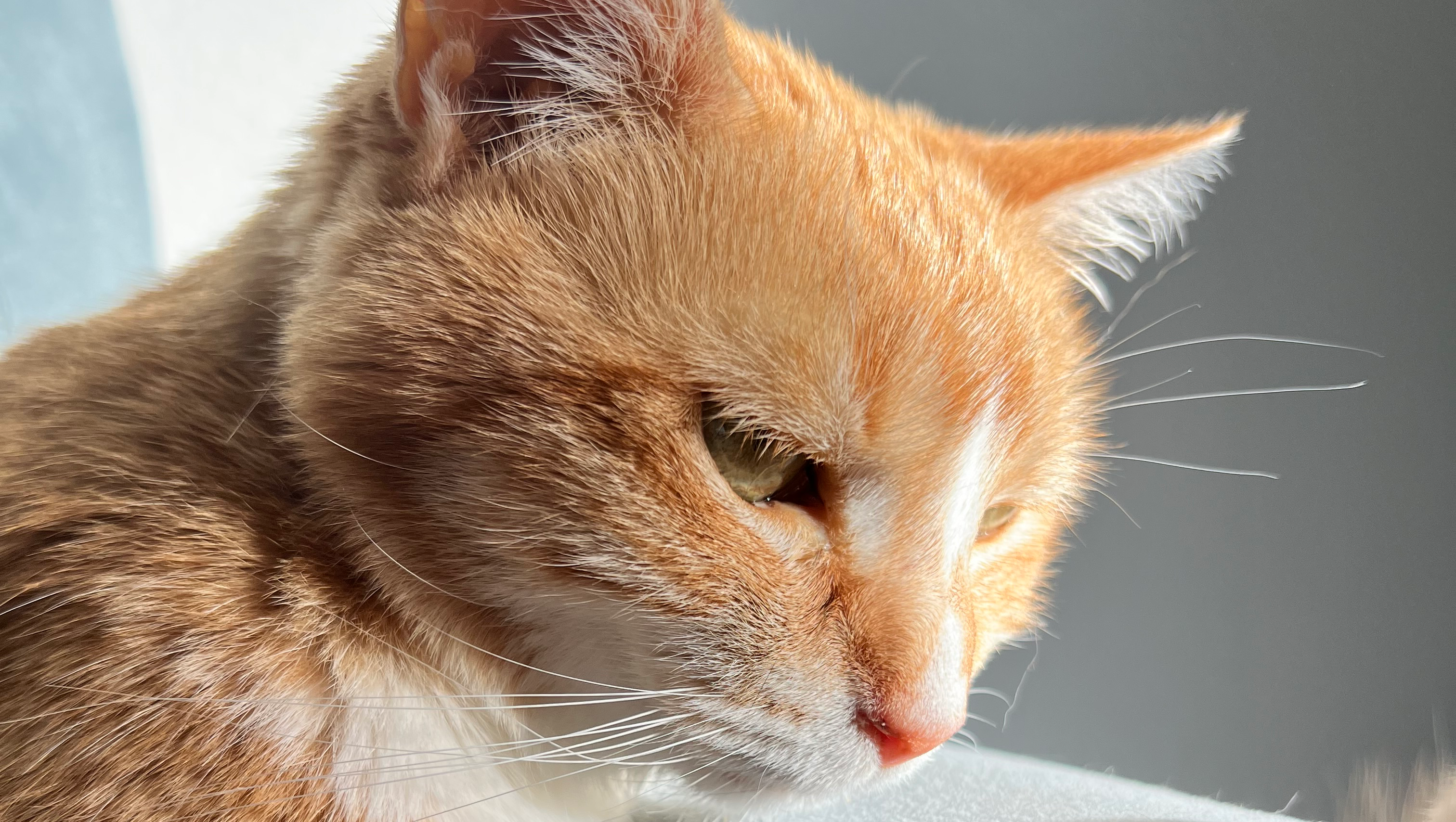 Help Pumpkin Heal: Emergency Care Needed photo