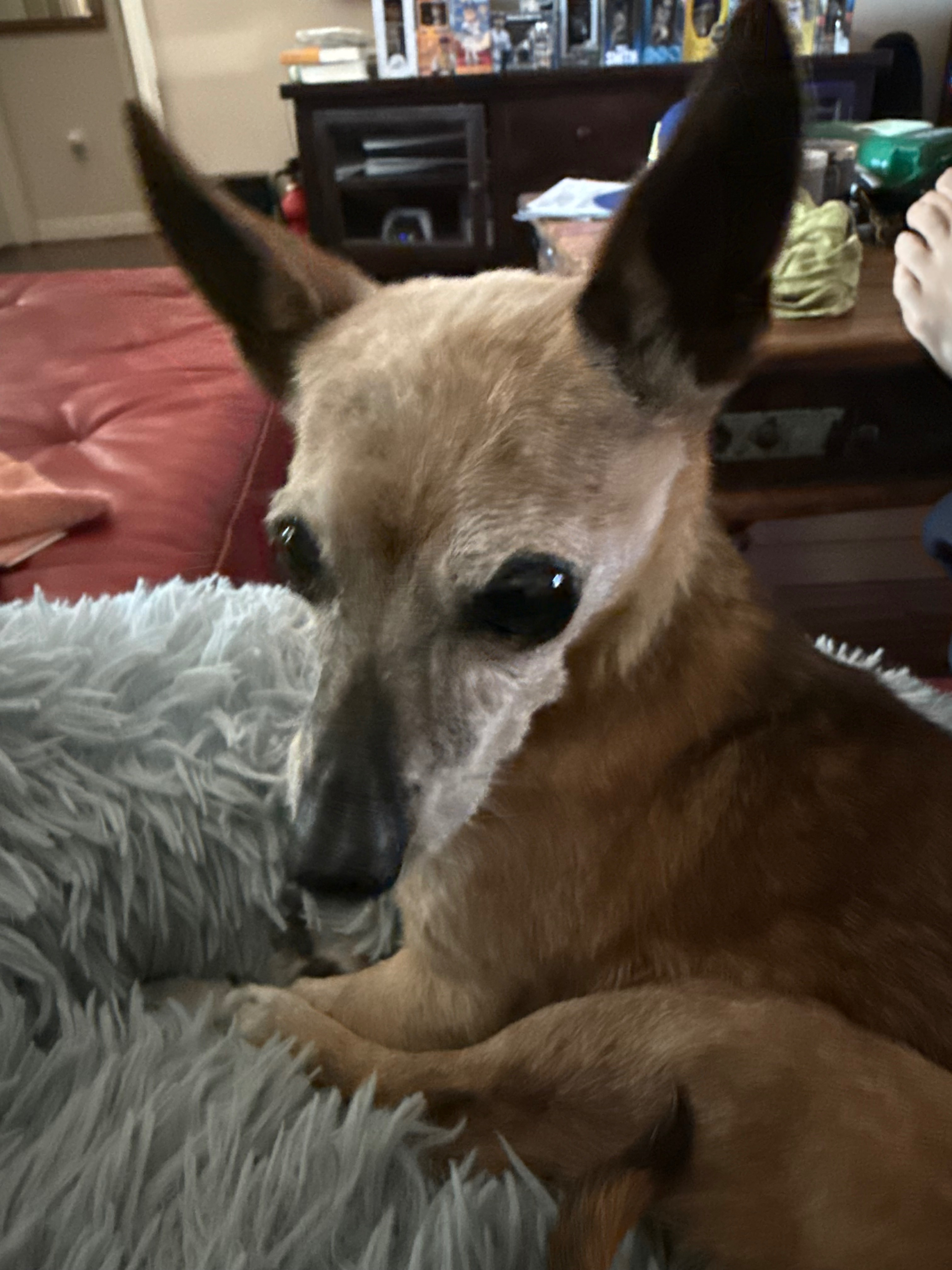 Help Taquita Belle Get Vital Medical Care campaign photo, 4 of 7