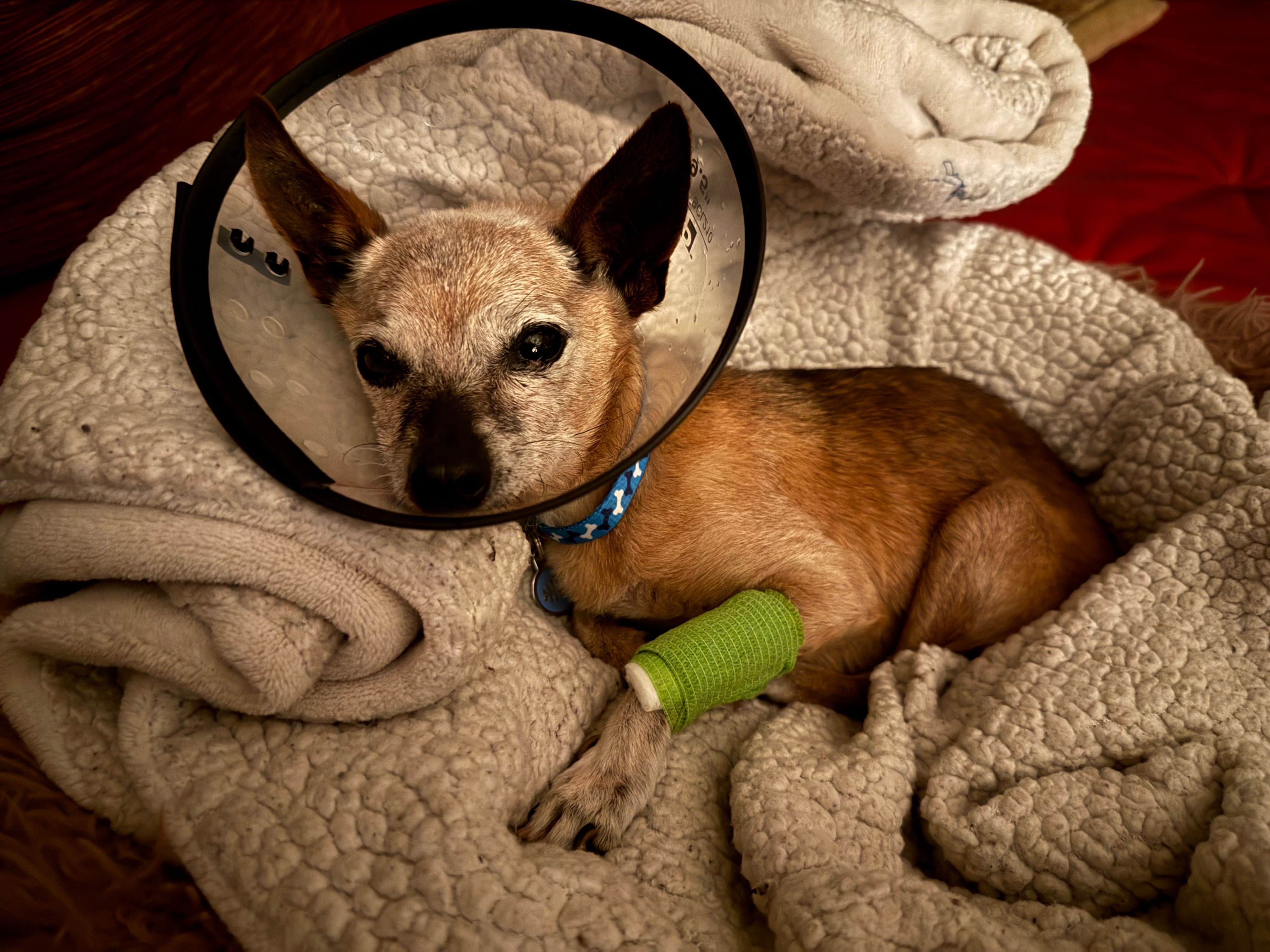 Help Taquita Belle Get Vital Medical Care campaign photo, 5 of 7