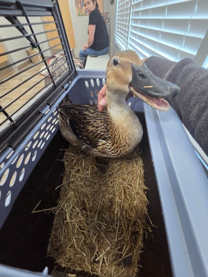 Unexpected Vet Bills — Any Support Means Everything campaign photo, 4 of 7