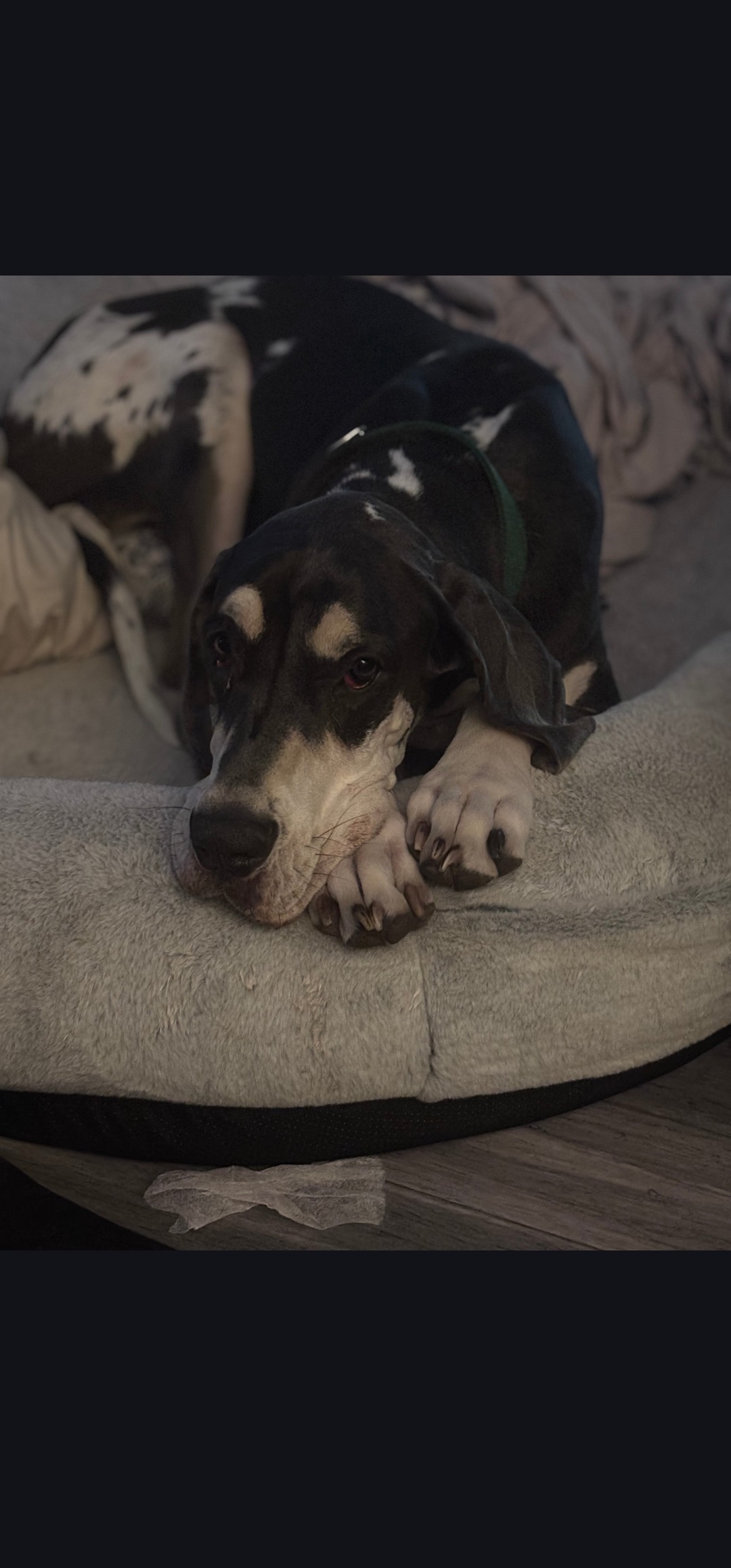 Bruce’s Surgery Fund campaign photo, 2 of 4