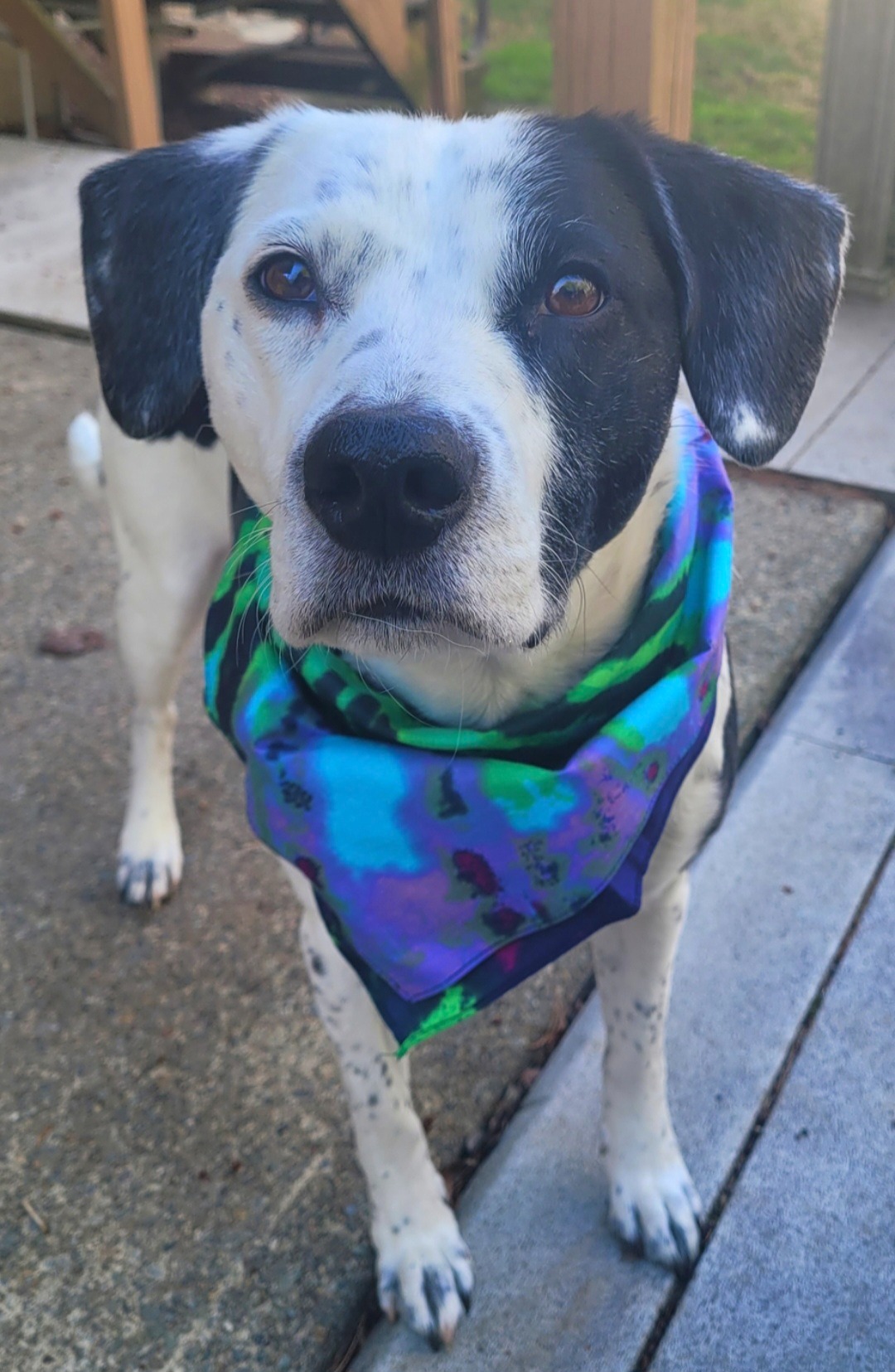 Save Maverick: Immediate Surgery Required campaign photo, 2 of 8