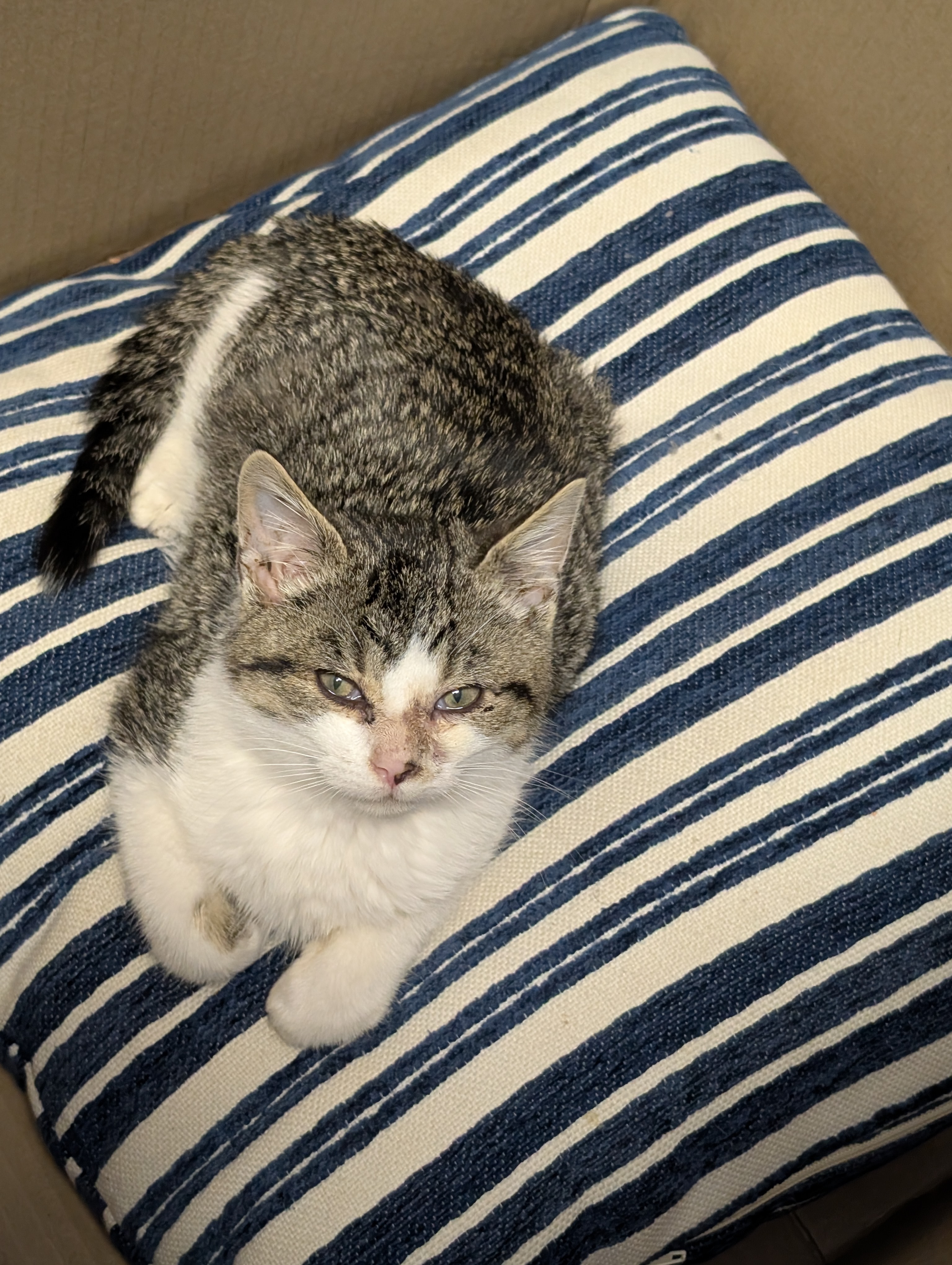 Help This Abandoned Kitten Heal and Thrive campaign photo, 4 of 5