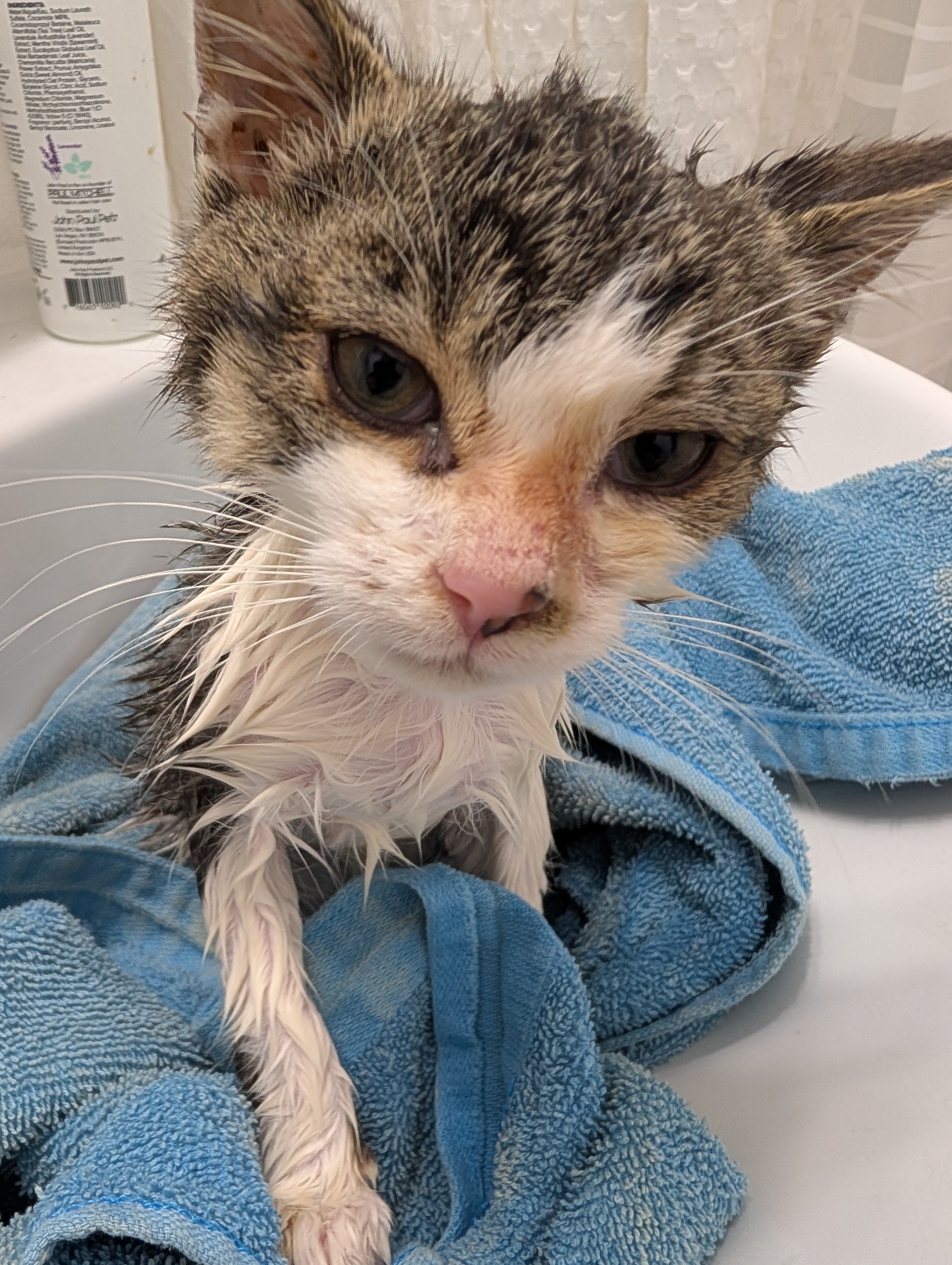 Help This Abandoned Kitten Heal and Thrive campaign photo, 2 of 5