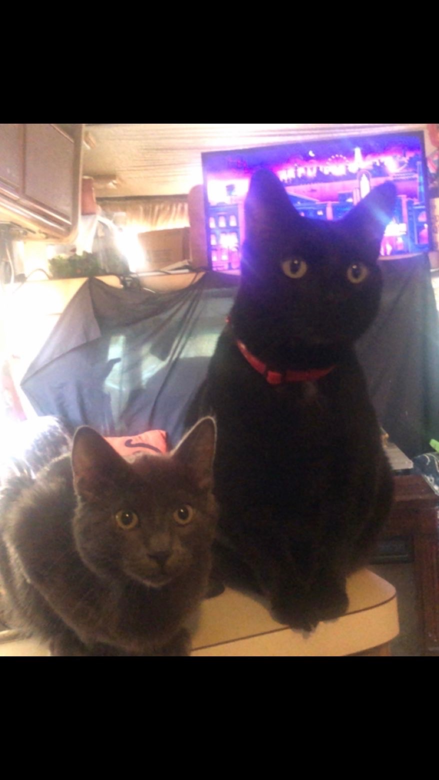 Help Save a Beloved Cat in Critical Condition campaign photo, 2 of 6