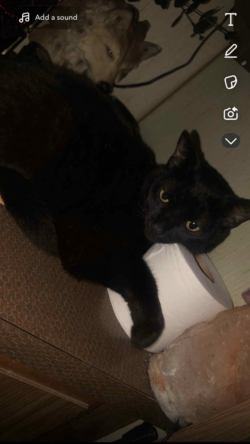 Help Save a Beloved Cat in Critical Condition campaign photo, 4 of 6