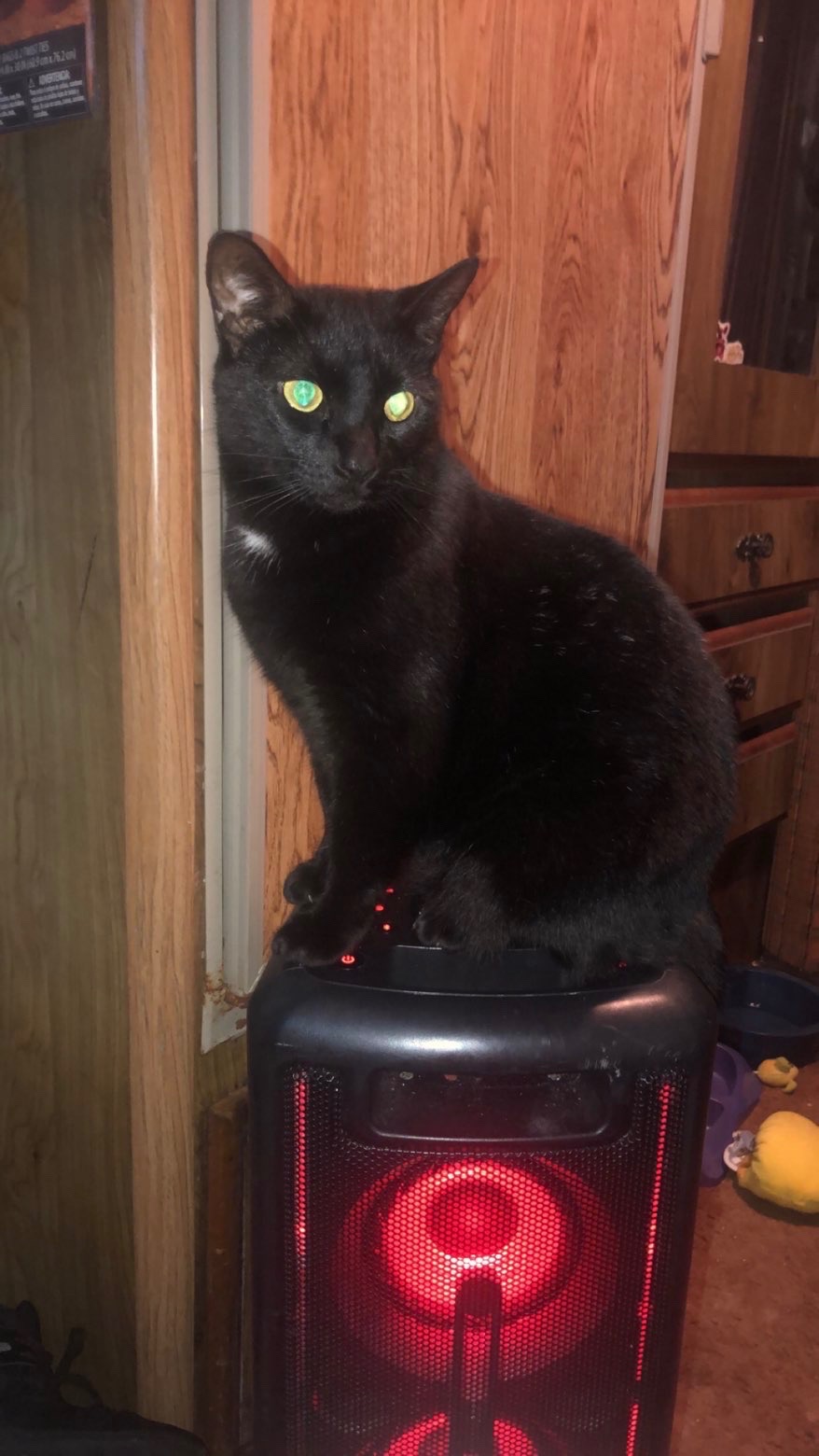 Help Save a Beloved Cat in Critical Condition campaign photo, 5 of 6