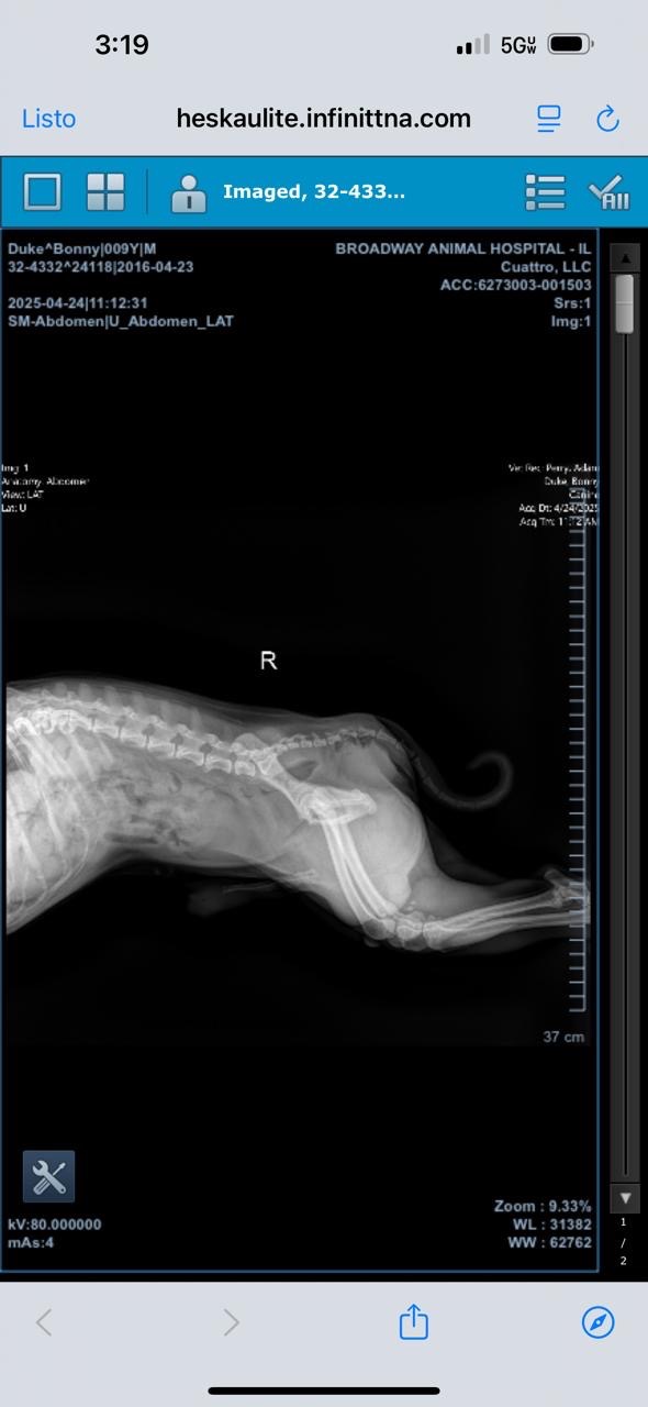 Bonny’s surgery campaign photo, 2 of 7
