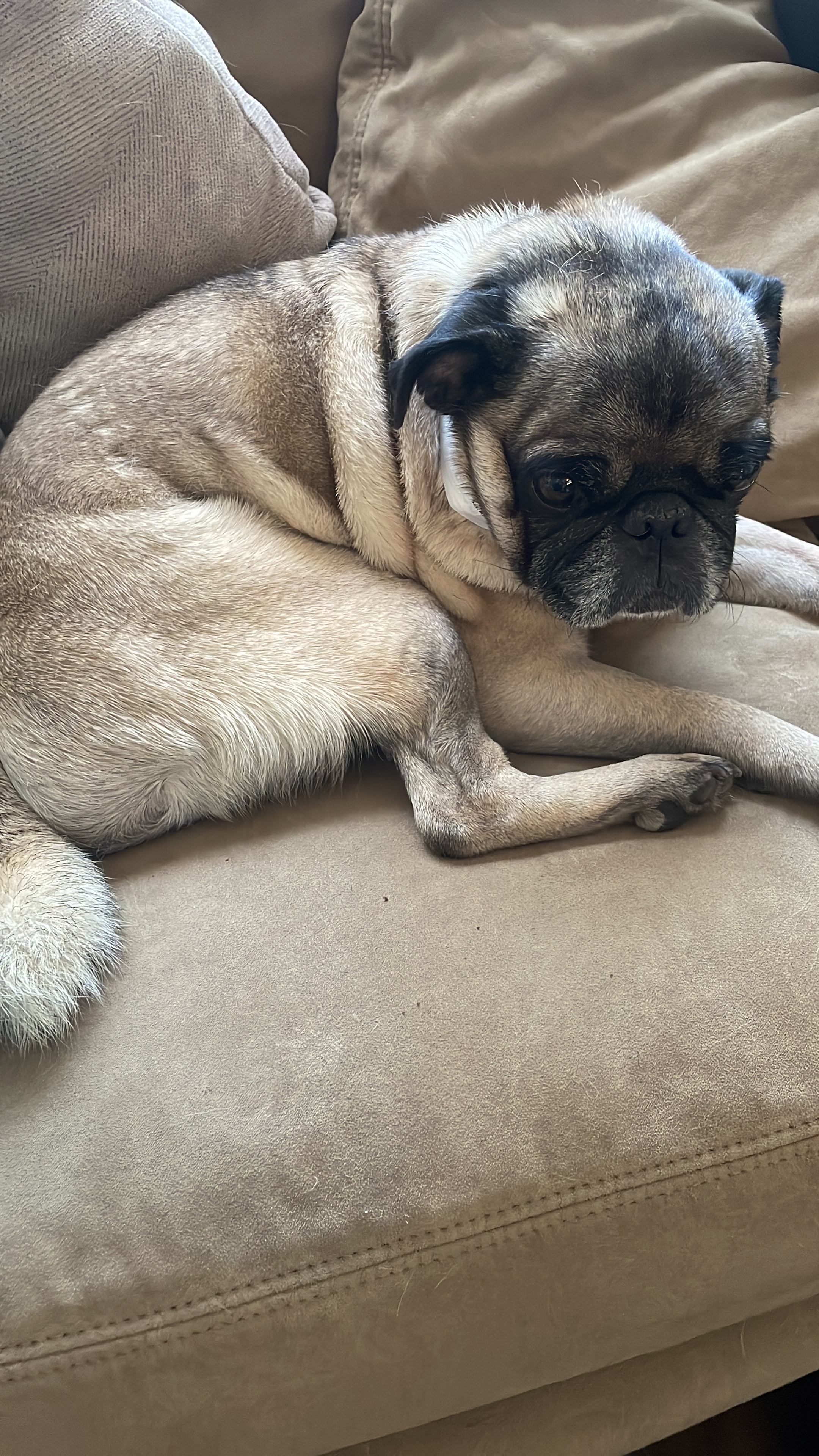 Bonny’s surgery campaign photo, 5 of 7