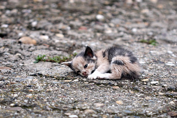 Help Sophia Save and Rehabilitate Stray Animals campaign photo, 4 of 5