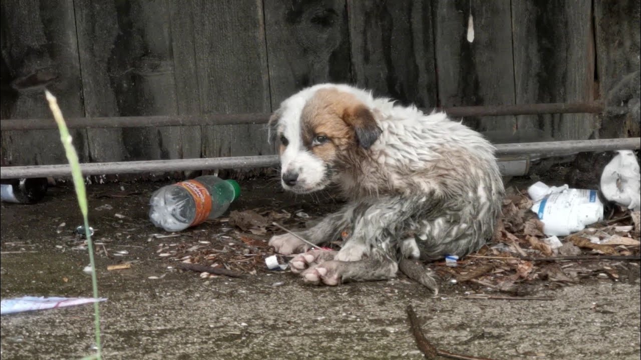 Help Sophia Save and Rehabilitate Stray Animals campaign photo, 2 of 5