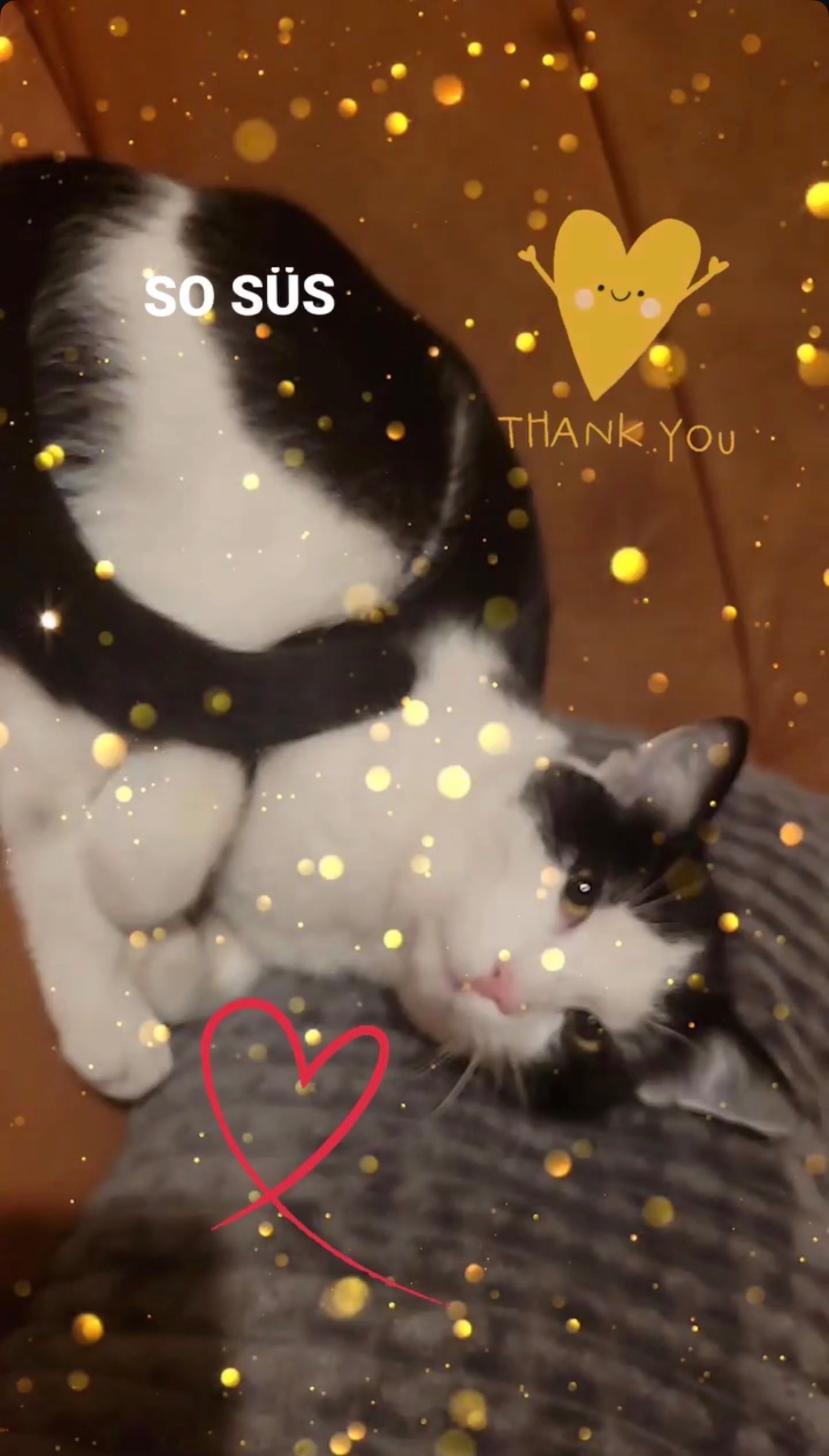 Dringender Hilferuf für die Katze meiner Freundin Mimi campaign photo, 2 of 4