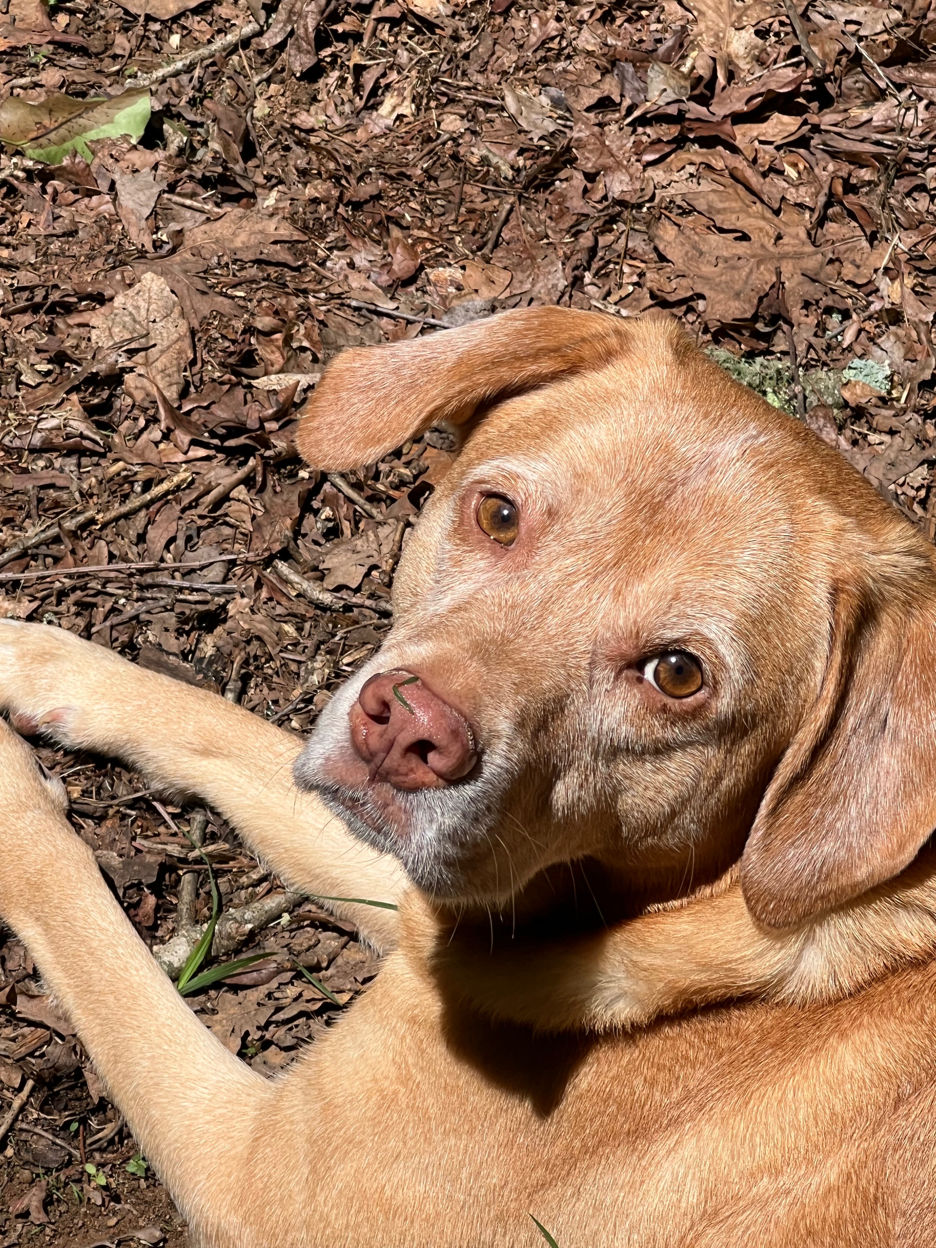 Fight for Roscoe’s MRI and answers campaign photo, 6 of 7