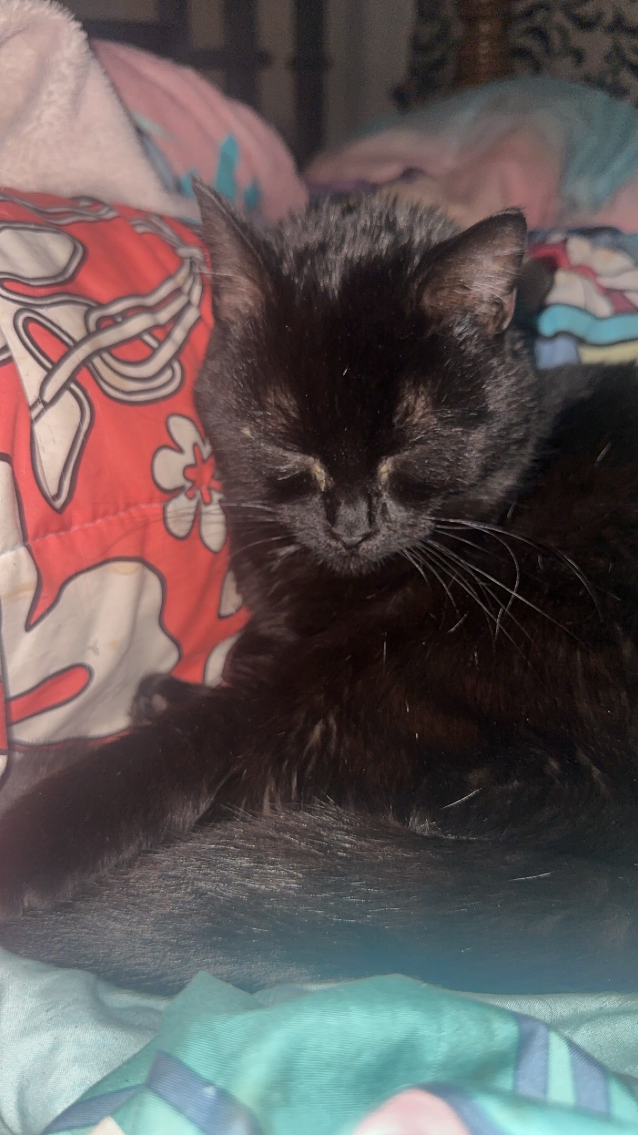 Support Coffee's Urgent Vet Care campaign photo, 4 of 7