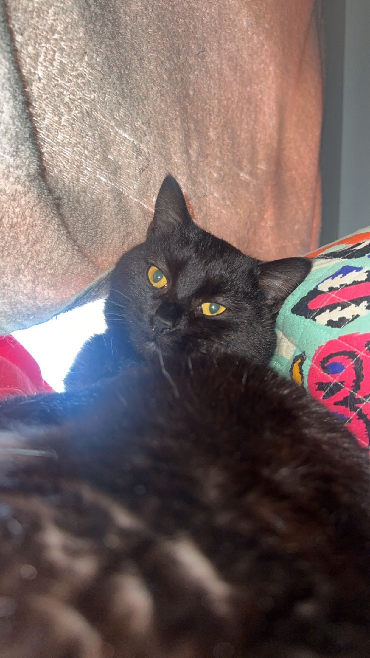 Support Coffee's Urgent Vet Care campaign photo, 5 of 7