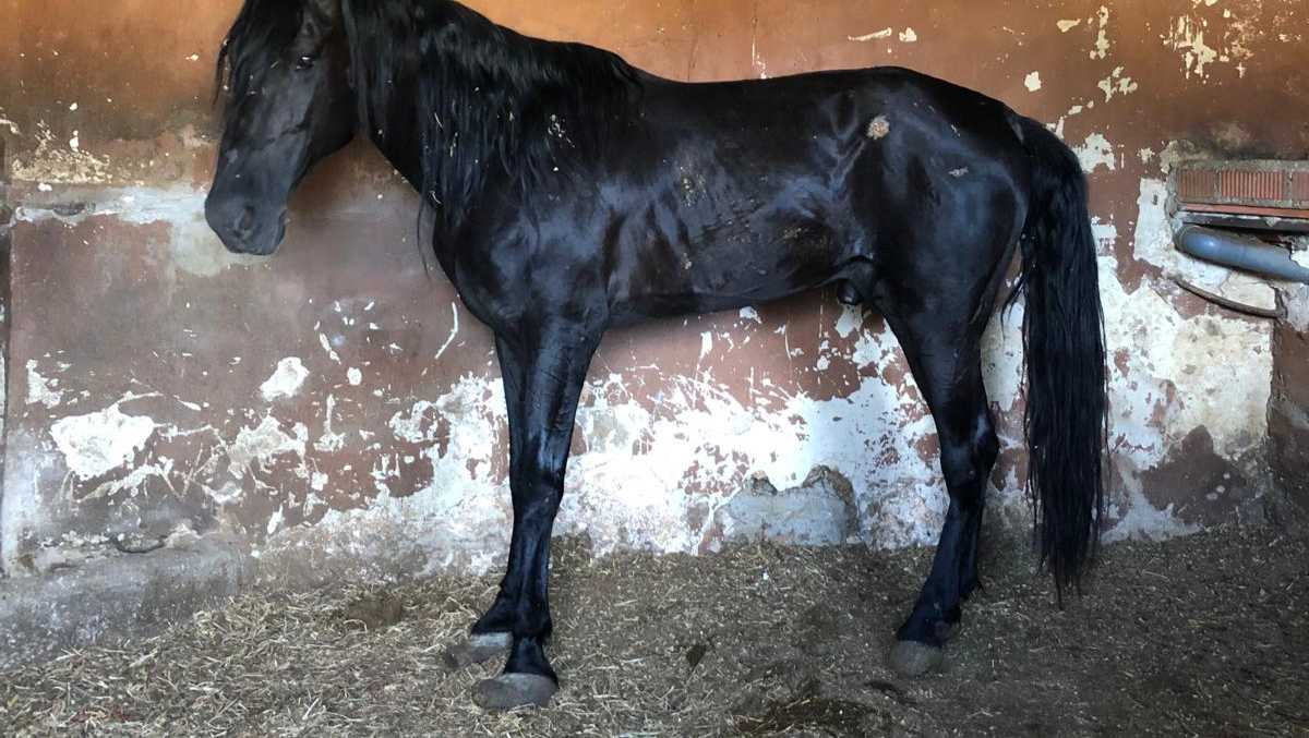 Atila Rescue Hengst bittet um eine letzte Chance photo