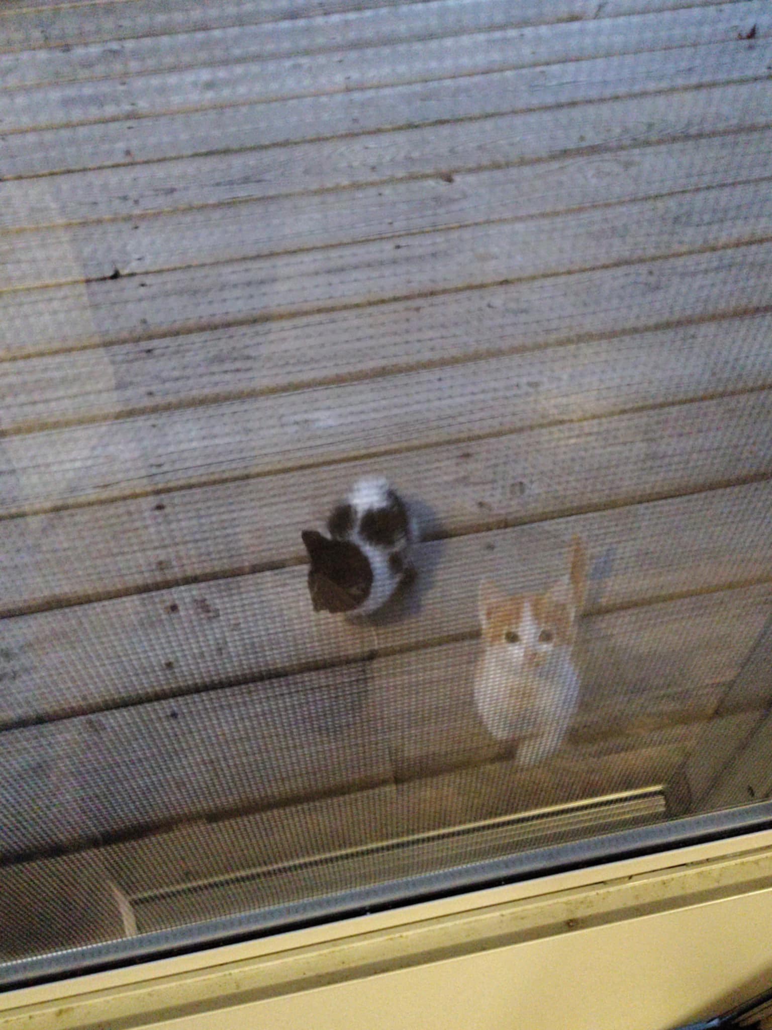 Help Angel Save Winnebago's Cats campaign photo, 6 of 7