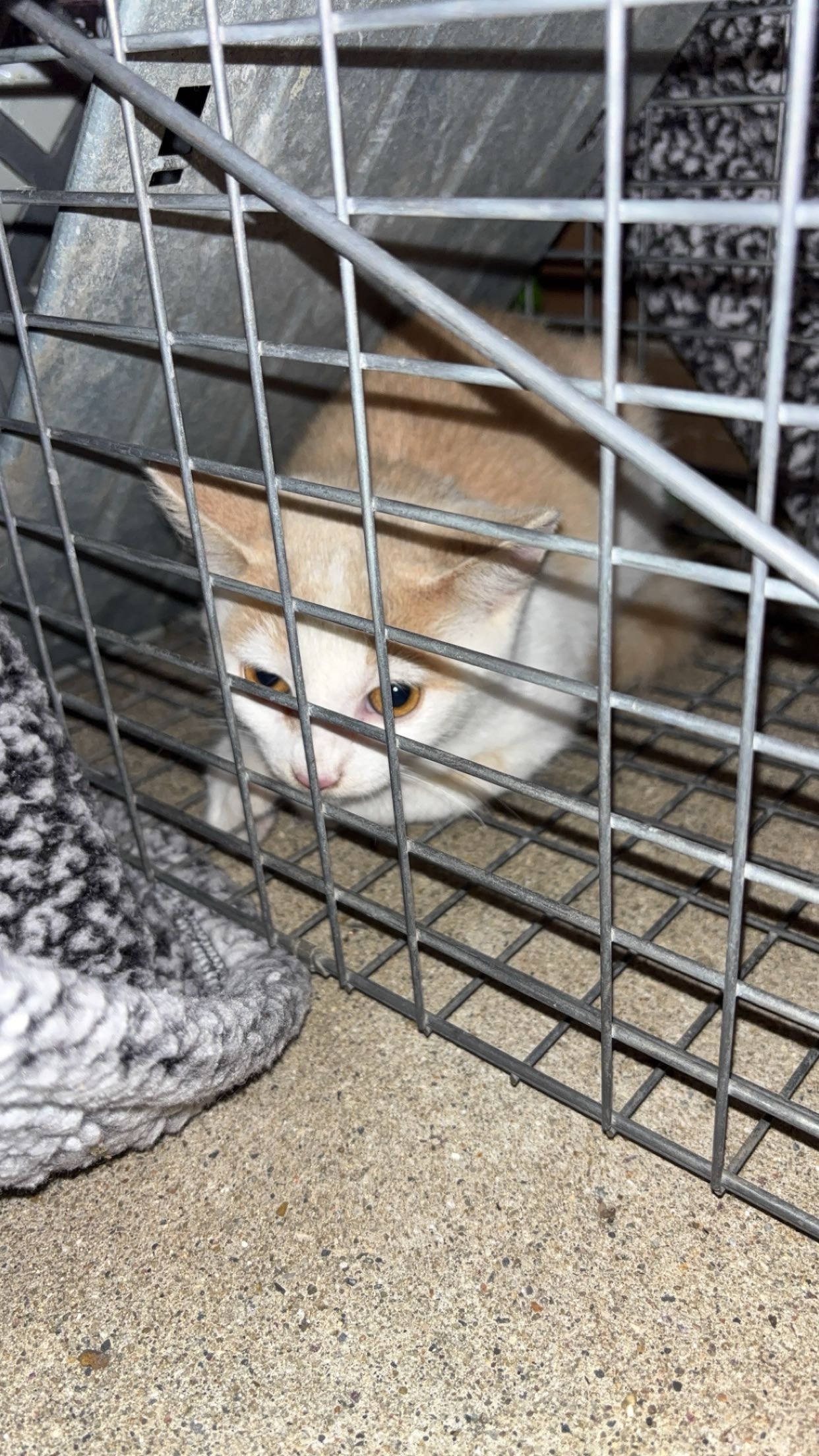 Help Angel Save Winnebago's Cats campaign photo, 2 of 7