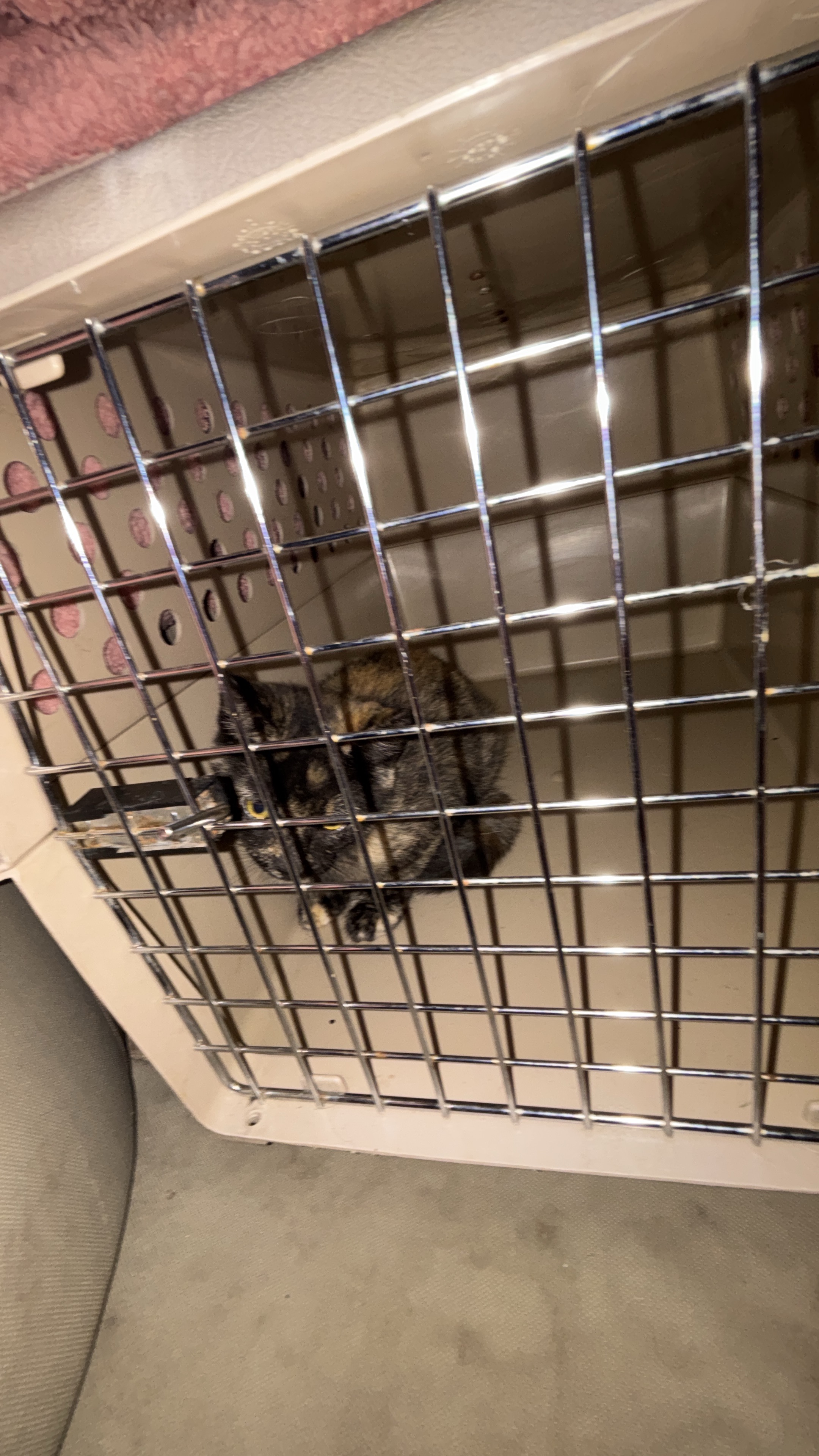 Help Angel Save Winnebago's Cats campaign photo, 4 of 7