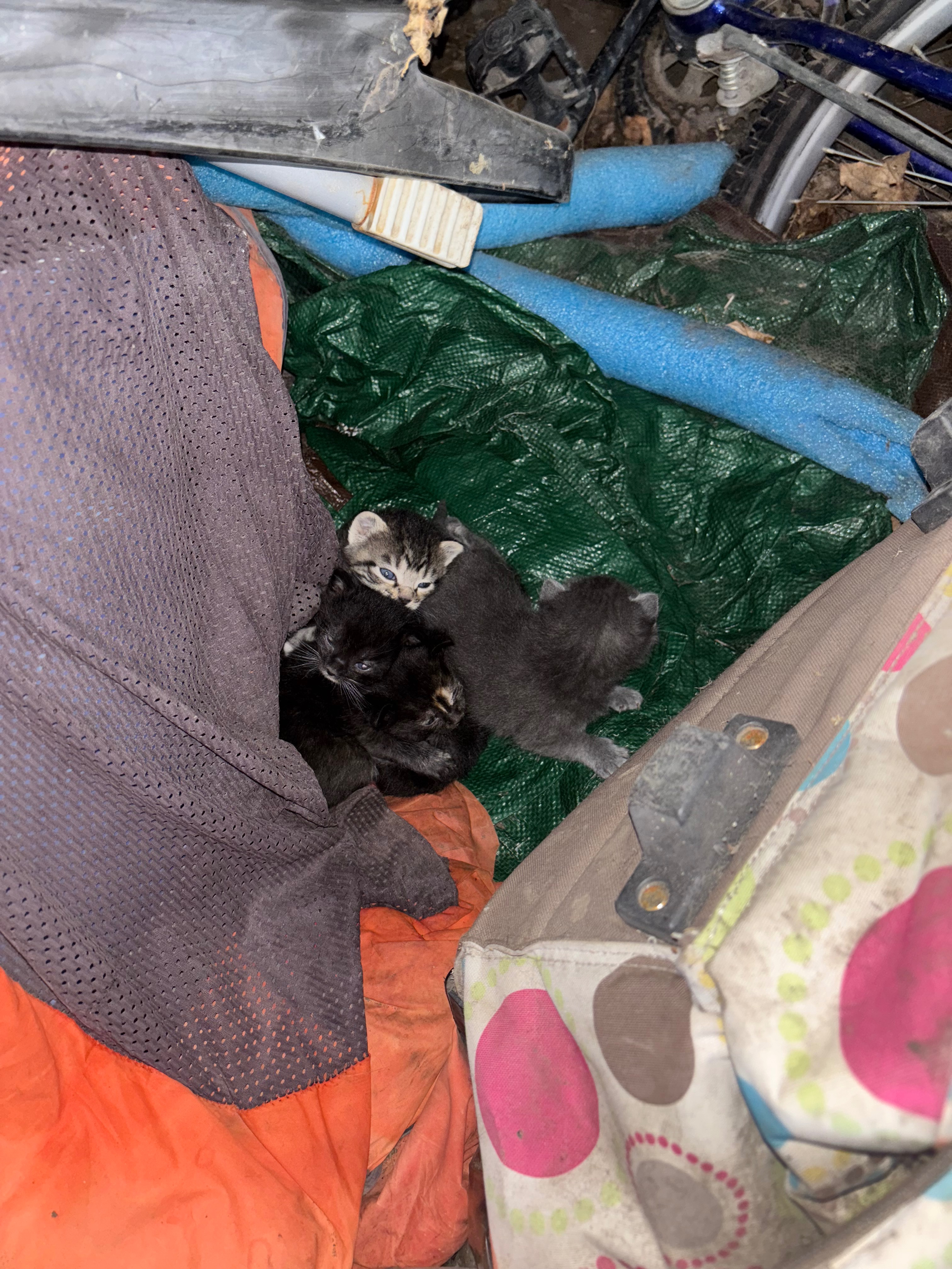 Help Angel Save Winnebago's Cats campaign photo, 5 of 7