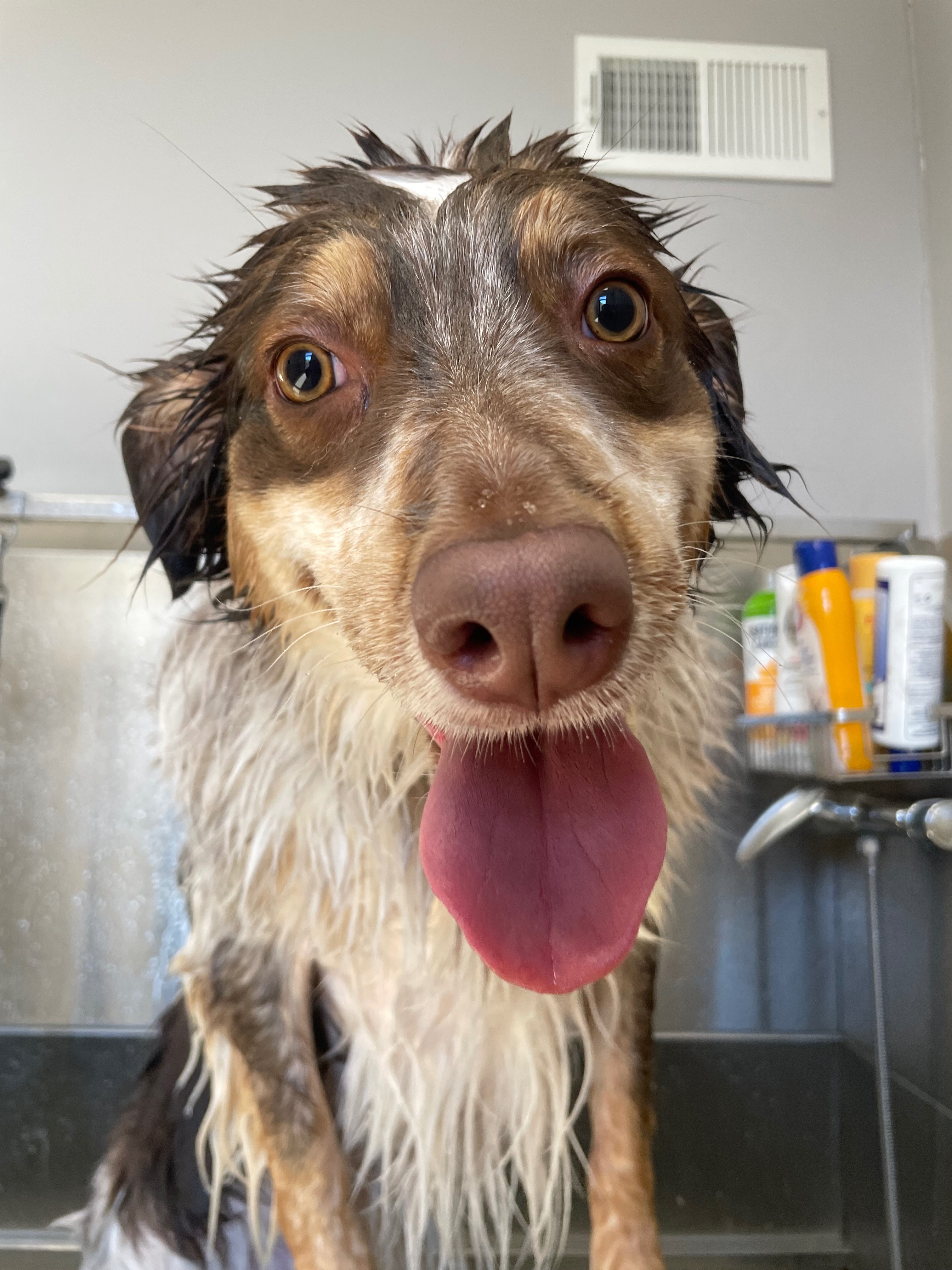 Help Nova Get Life-Saving Surgery campaign photo, 7 of 8