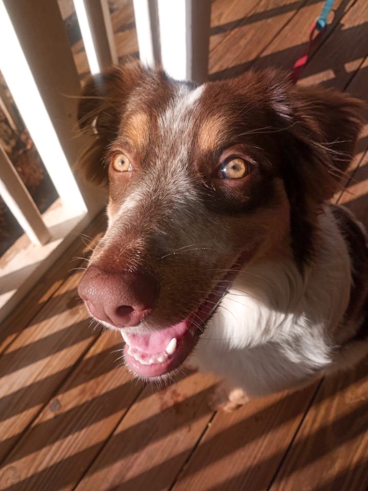 Help Nova Get Life-Saving Surgery campaign photo, 2 of 8