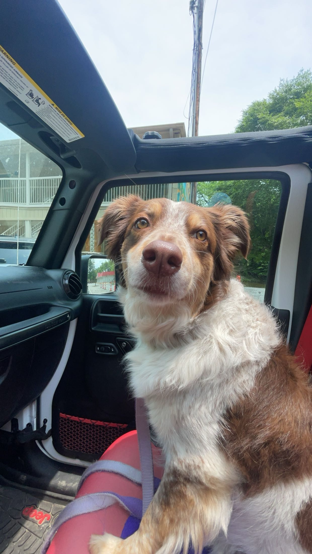 Help Nova Get Life-Saving Surgery campaign photo, 4 of 8
