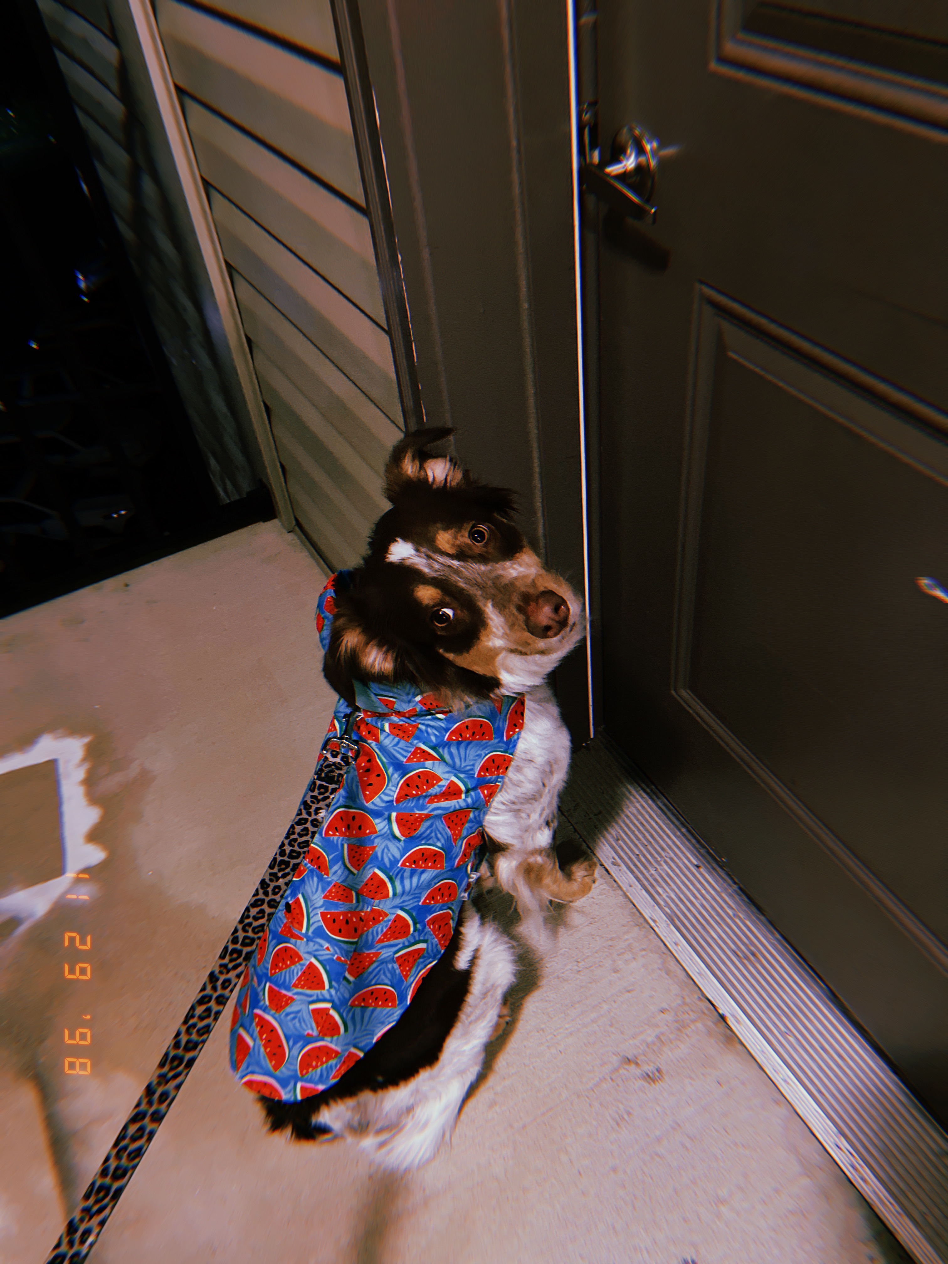 Help Nova Get Life-Saving Surgery campaign photo, 6 of 8