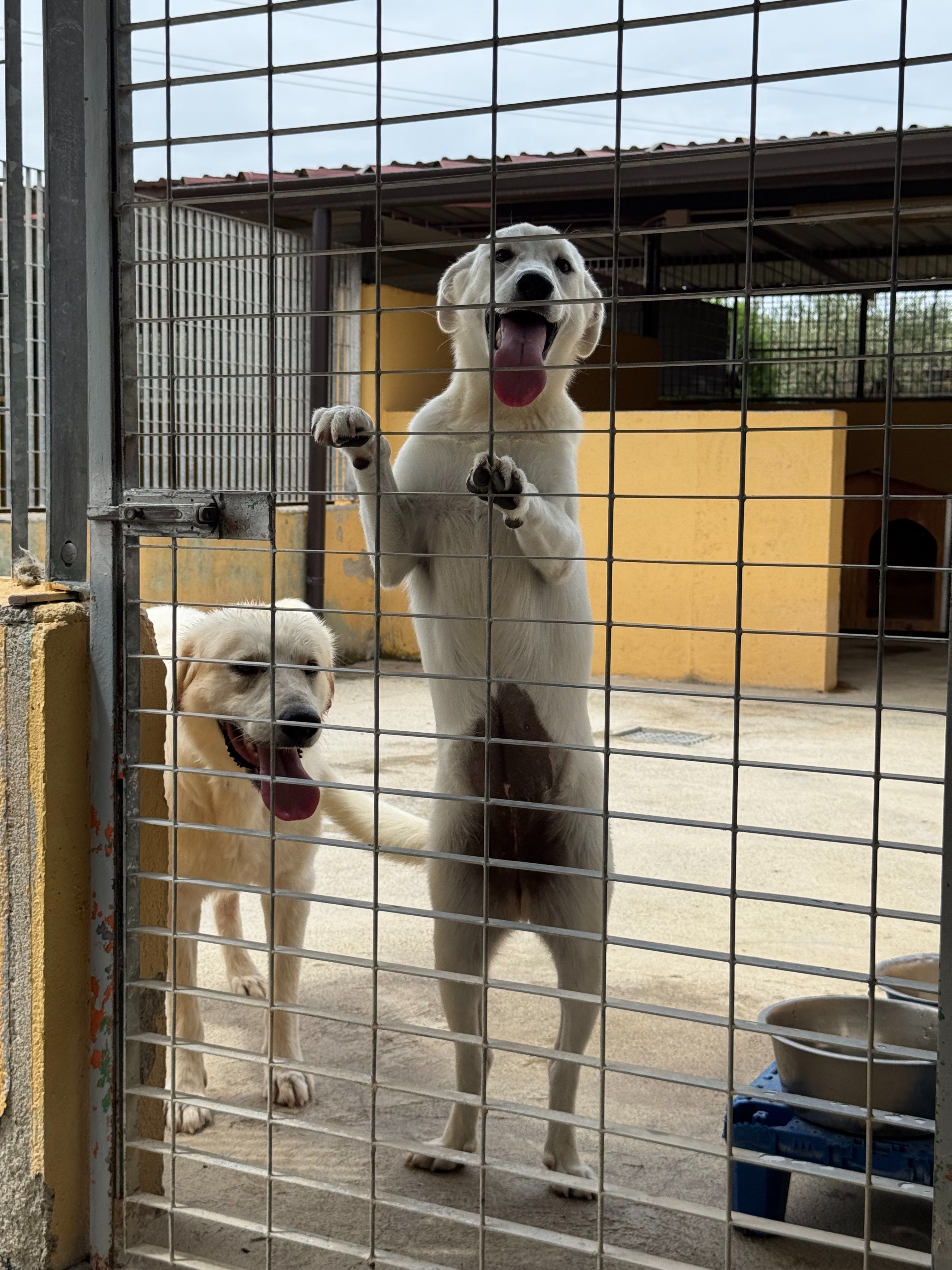 EMERGENZA CIBO. AIUTACI A SFAMARE OLTRE 80 CANI ❤️ campaign photo, 7 of 8