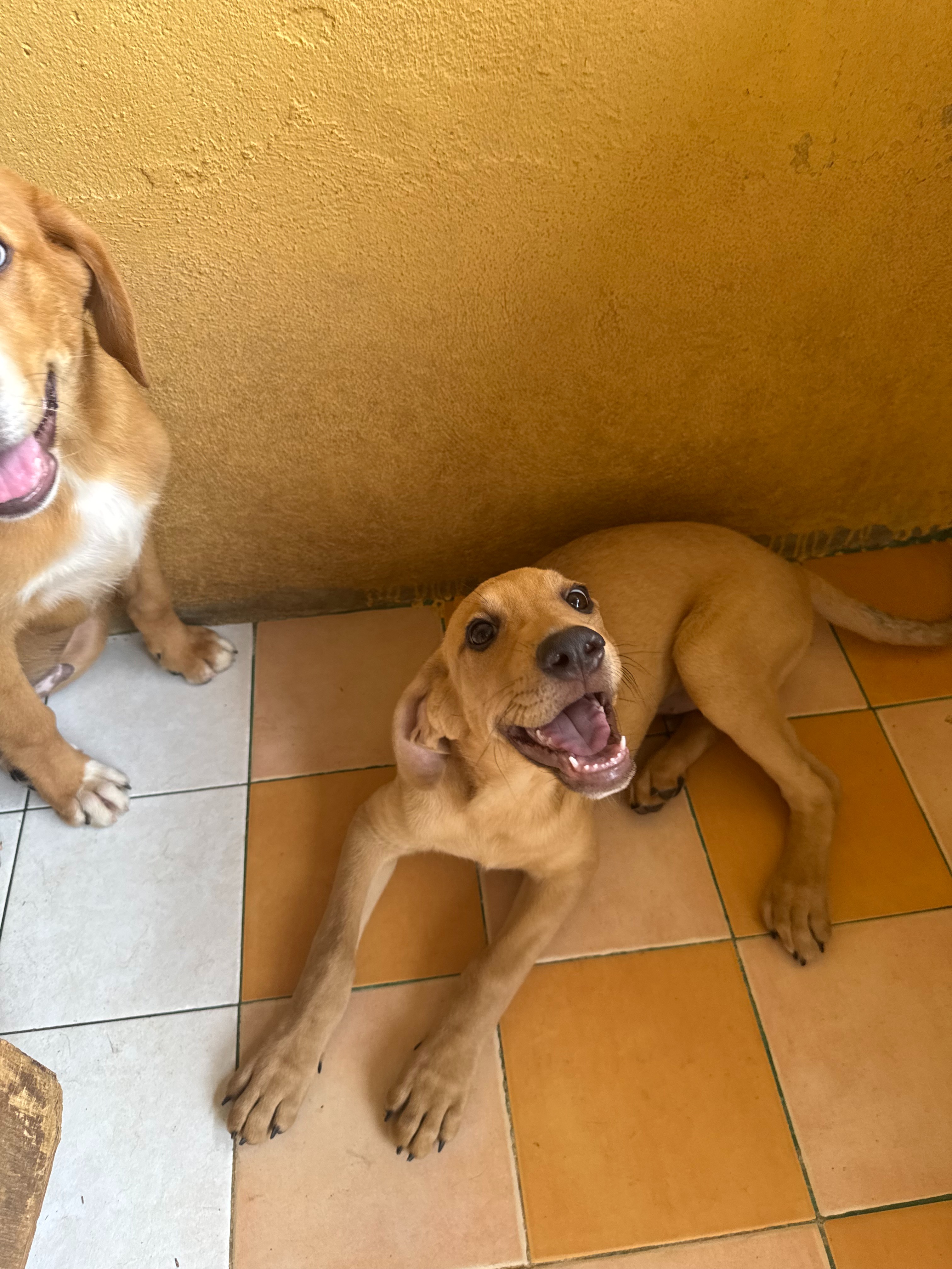 EMERGENZA CIBO. AIUTACI A SFAMARE OLTRE 80 CANI ❤️ campaign photo, 4 of 8